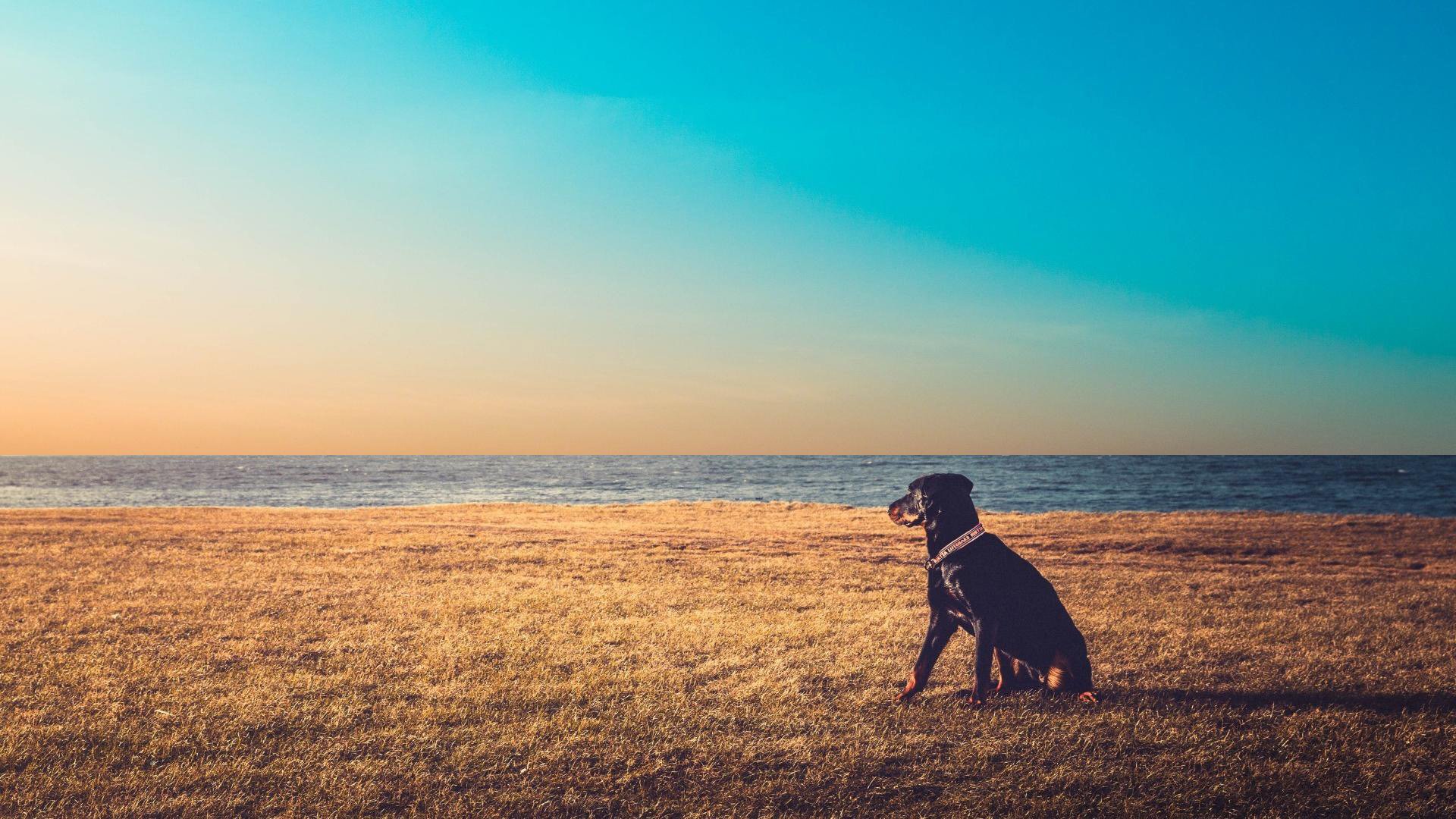汪星人 草原 孤独的狗狗