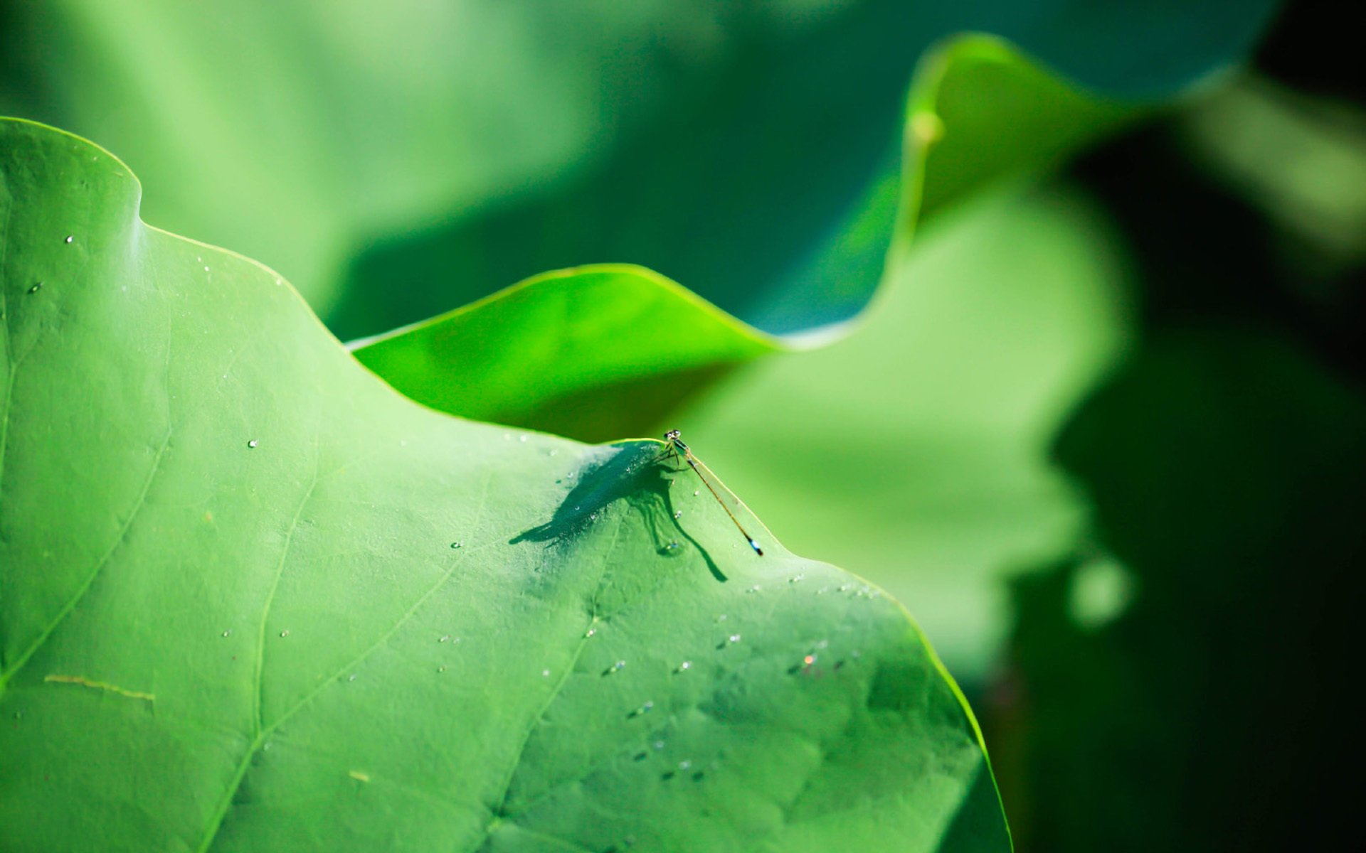 护眼壁纸 荷叶 蜻蜓 夏日
