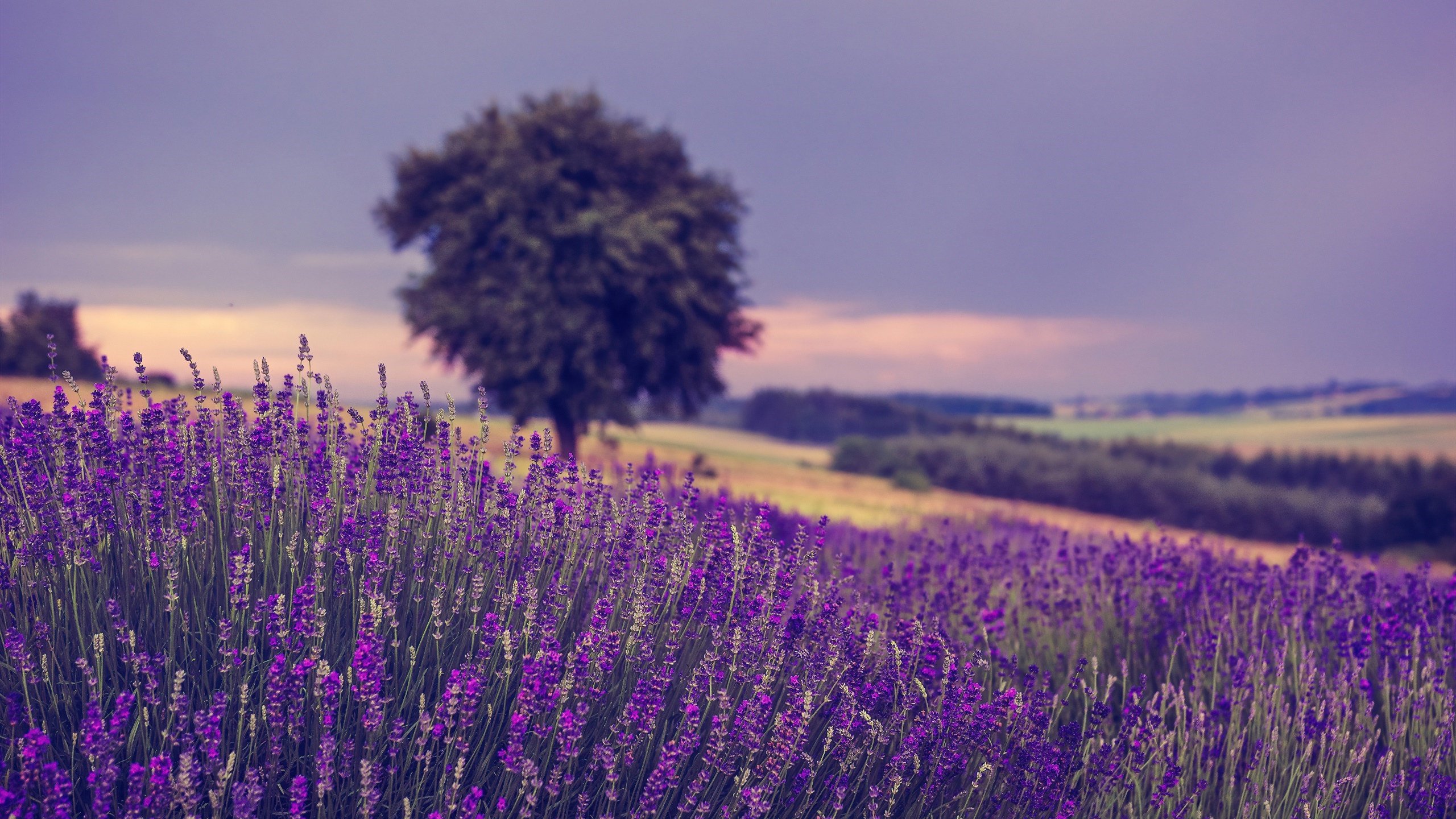娇艳欲滴 薰衣草 花丛