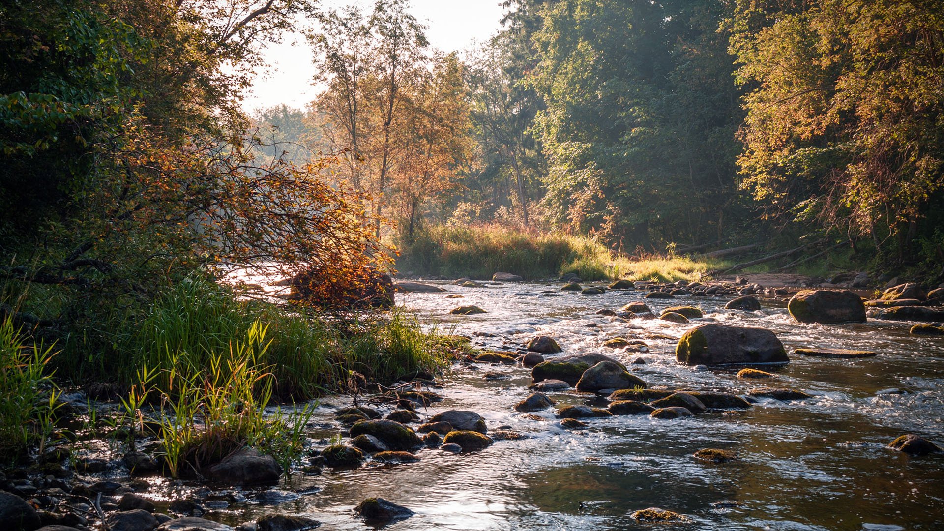 秋意正浓 河流 大自然