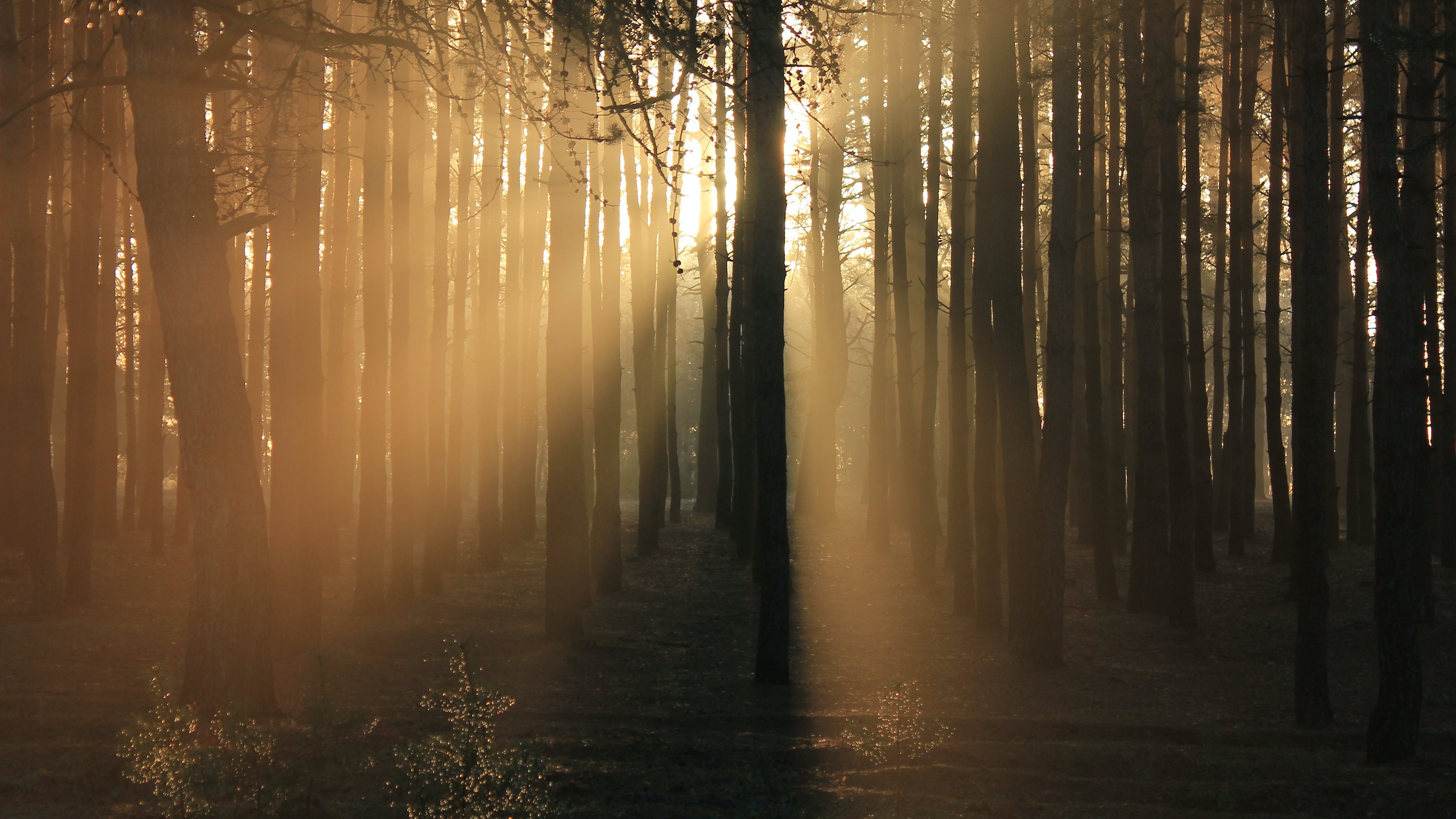 自然风光 树林 清晨 树林 阳光