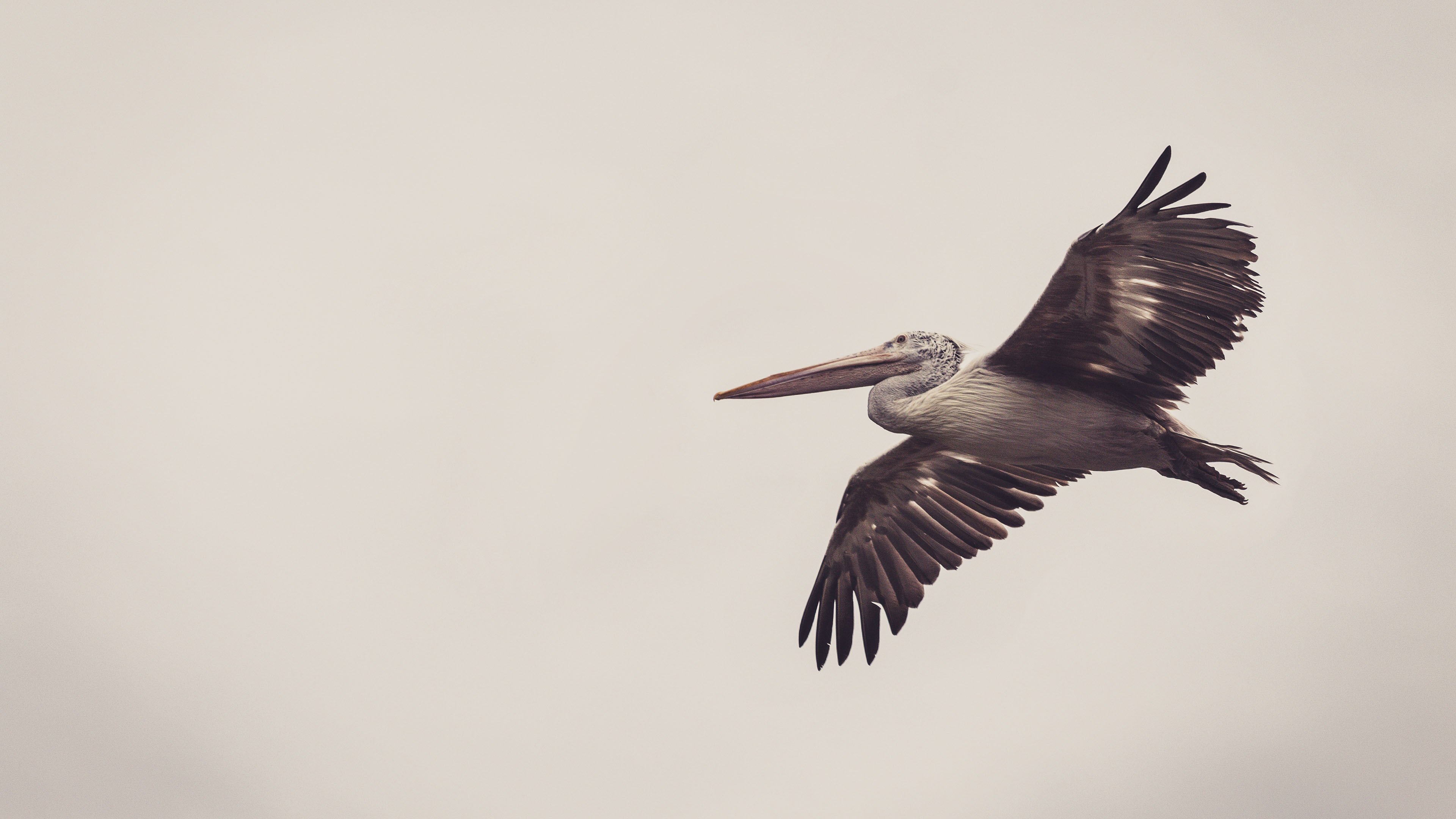 小鸟天地 海鸥 飞翔 翱翔