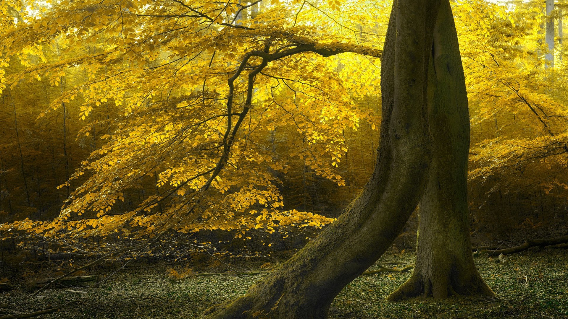 秋意正浓 清晨 黄叶
