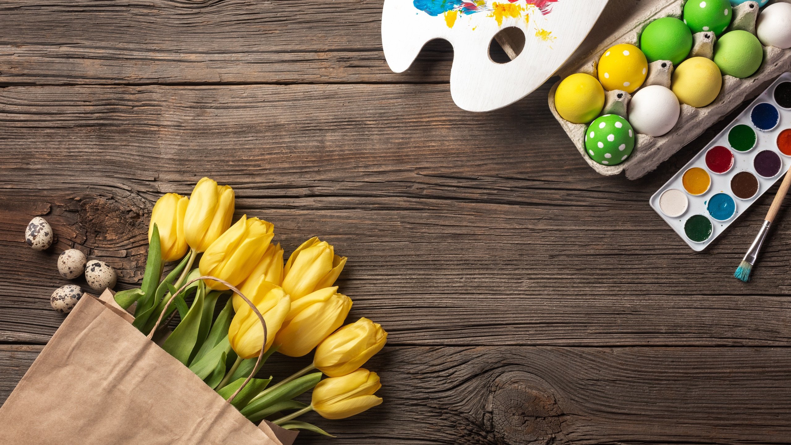 舒缓压力 调色板 郁金香