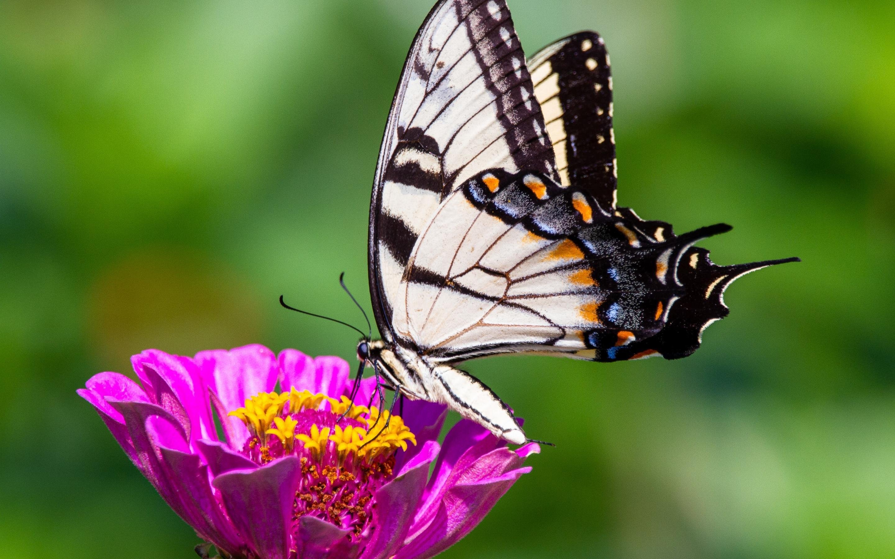鸟语花香 百日草 蝴蝶 鲜艳