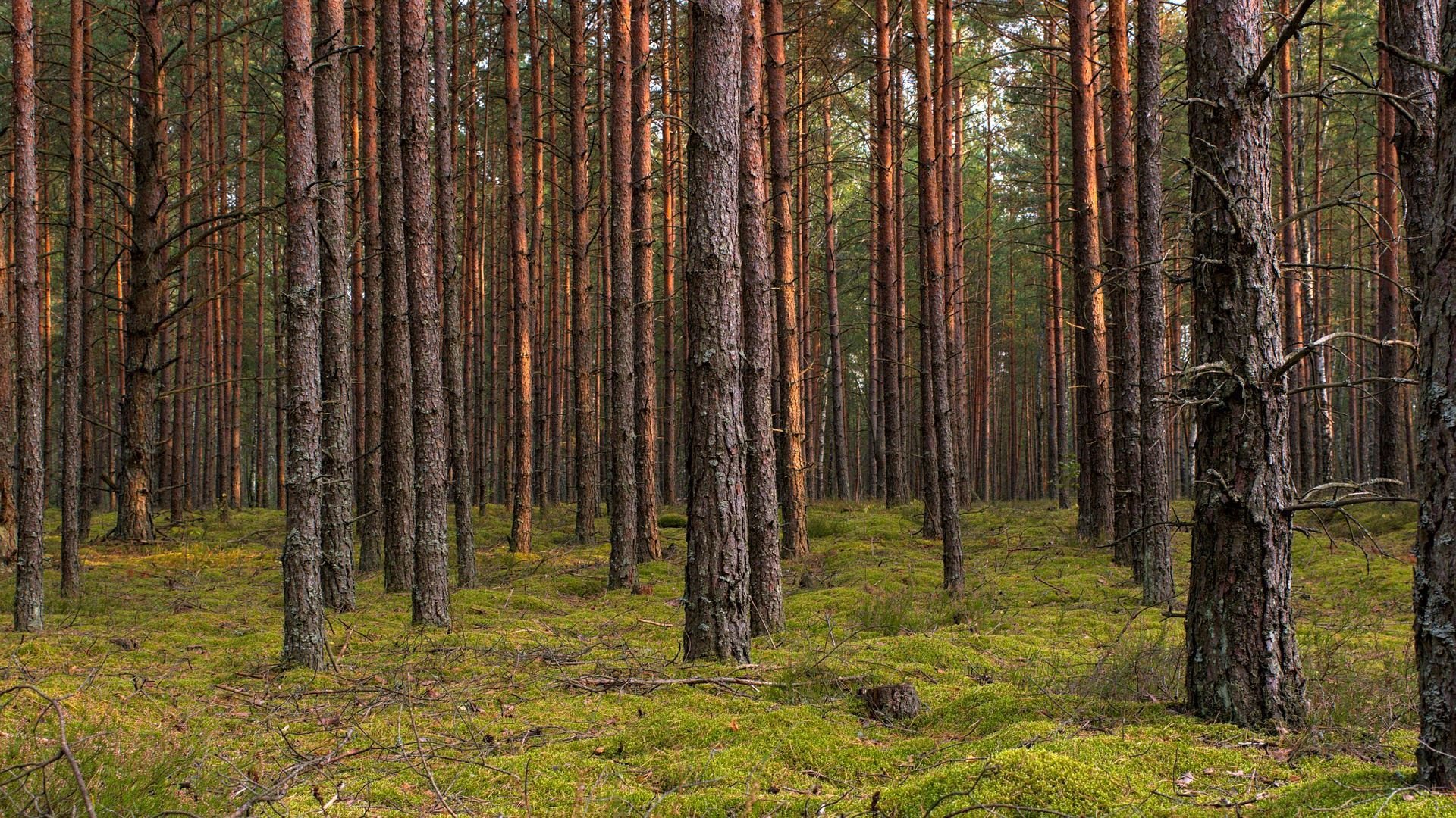 自然风光 树林 草地 幽静