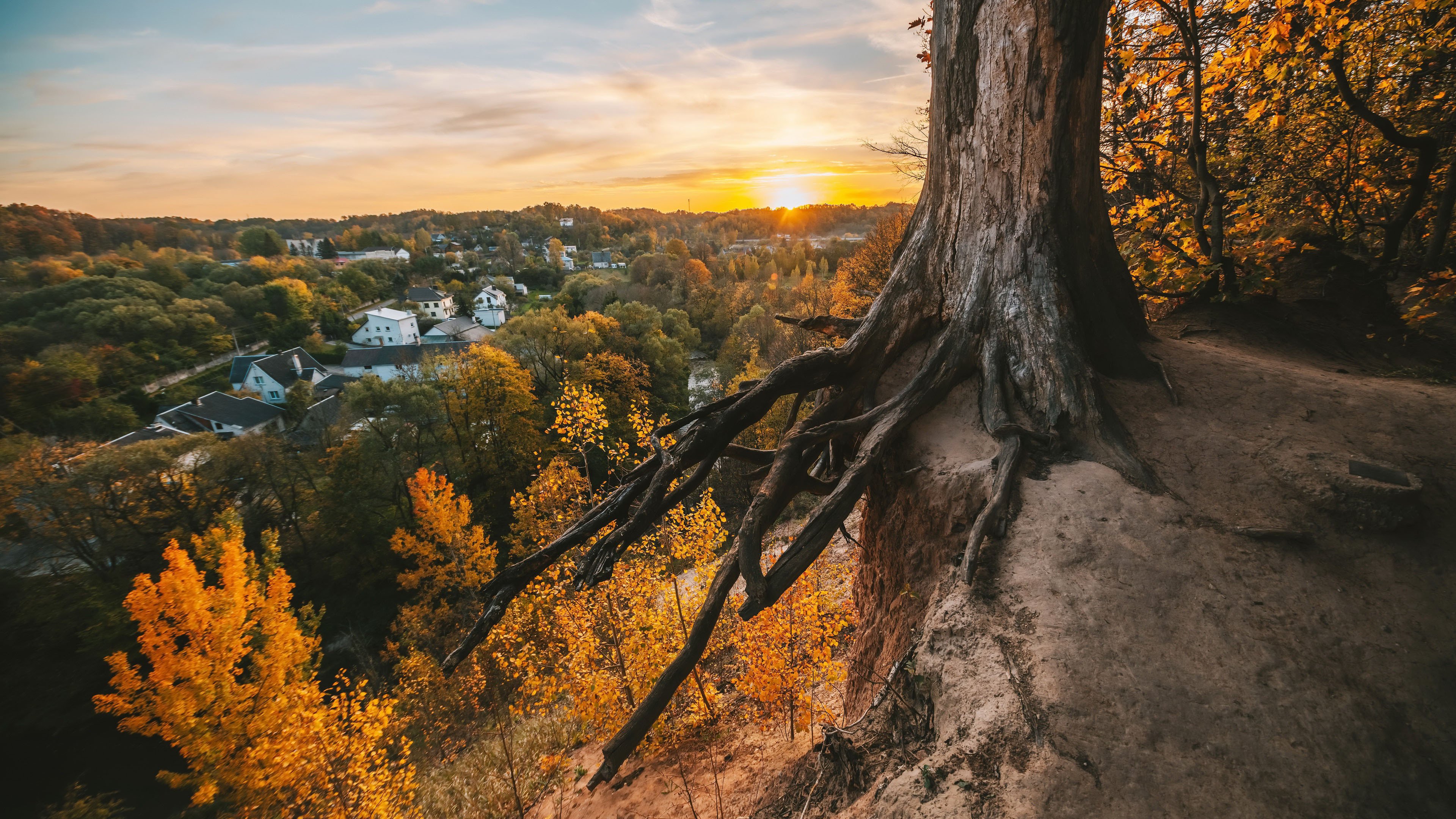 秋意正浓 小镇日出 树根 深秋