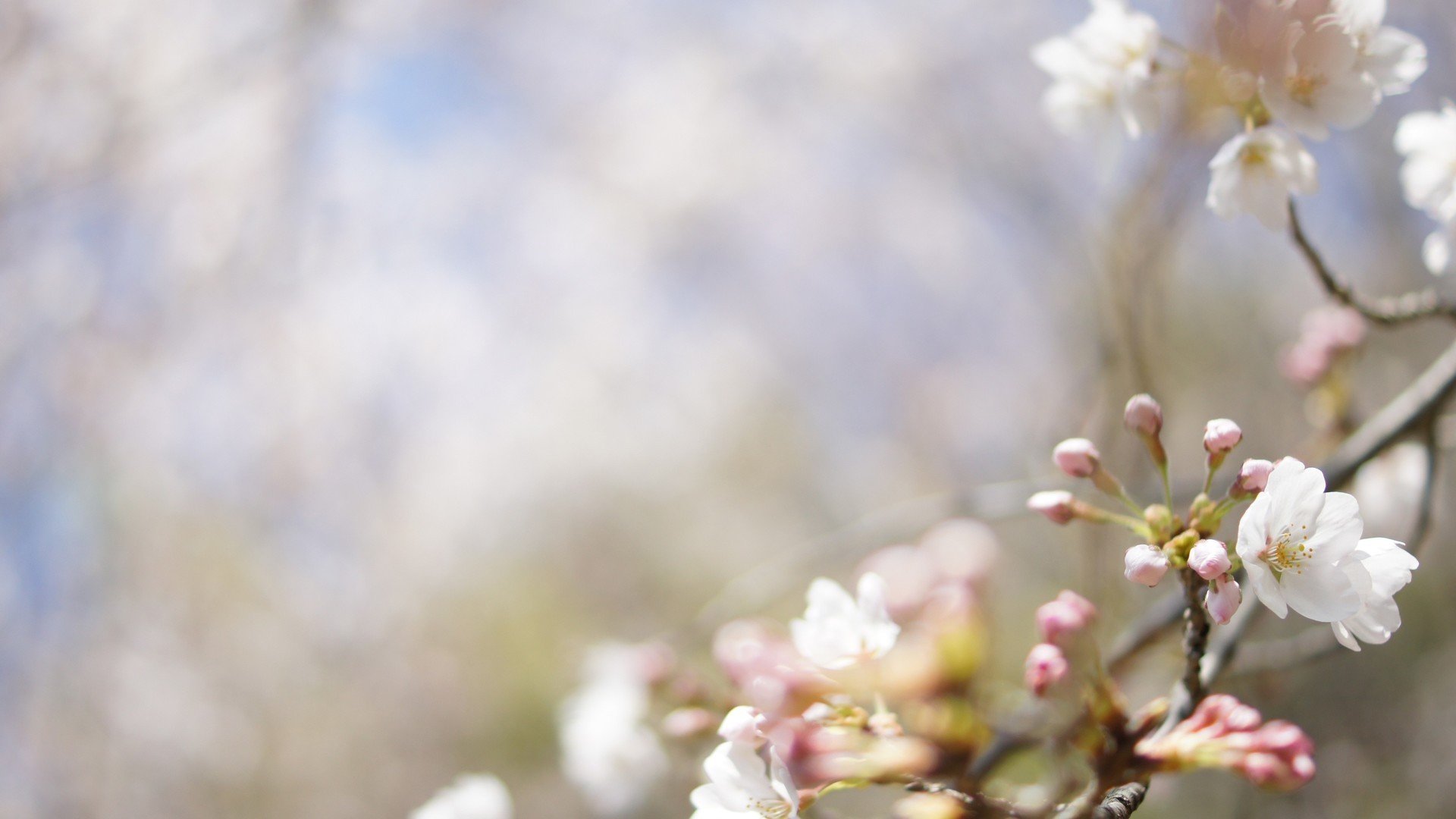桃花  梅花 杏花 植物