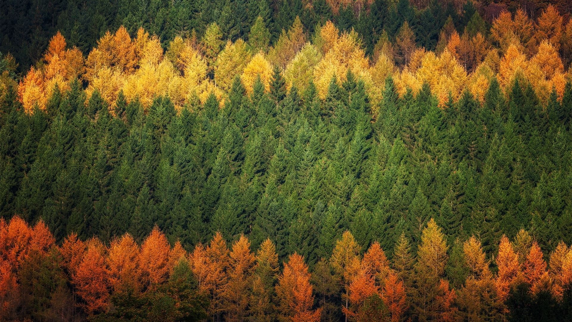 秋意正浓 树林 森林 黄叶