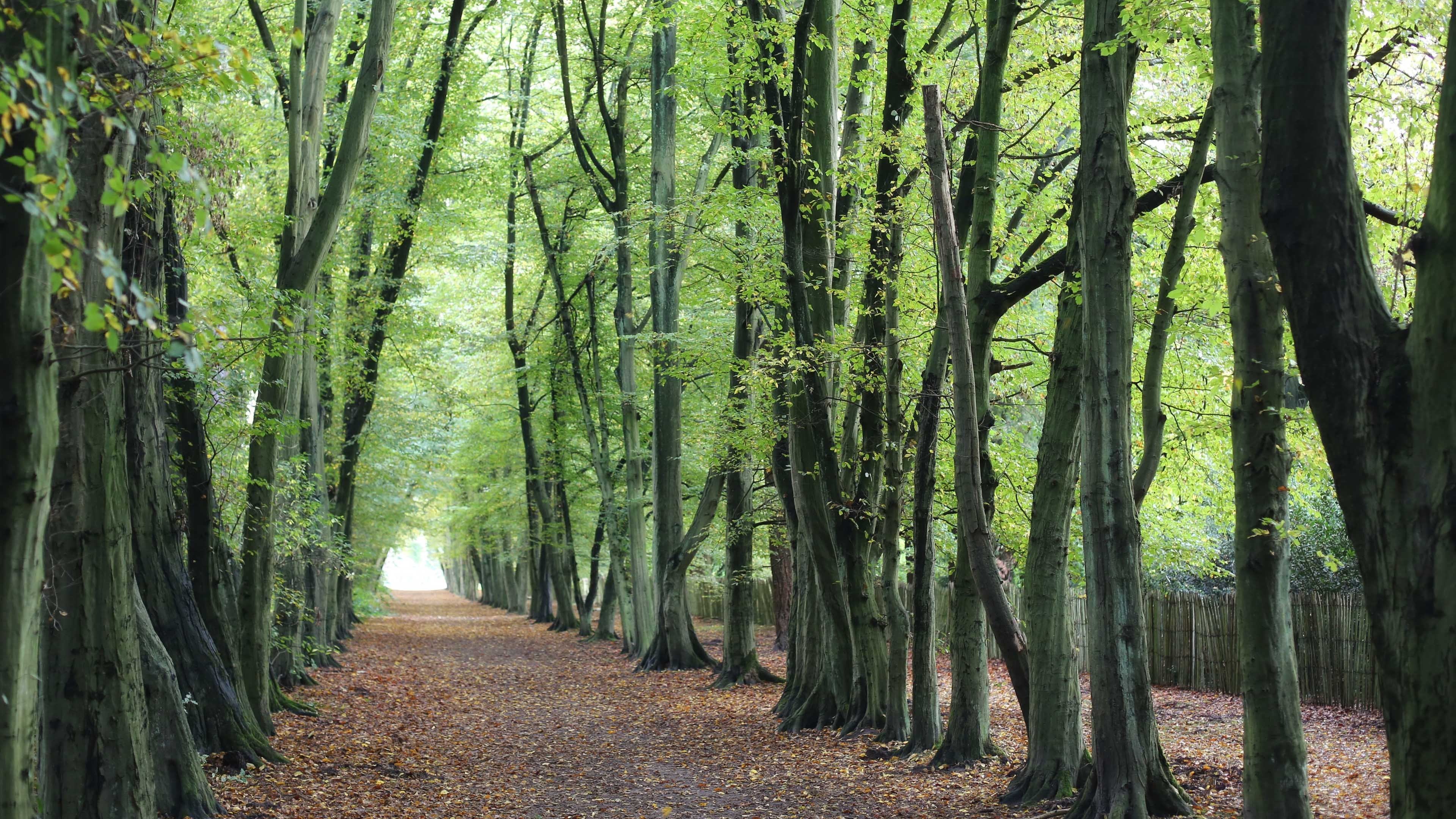 春意盎然 树林 树荫 笔直的路