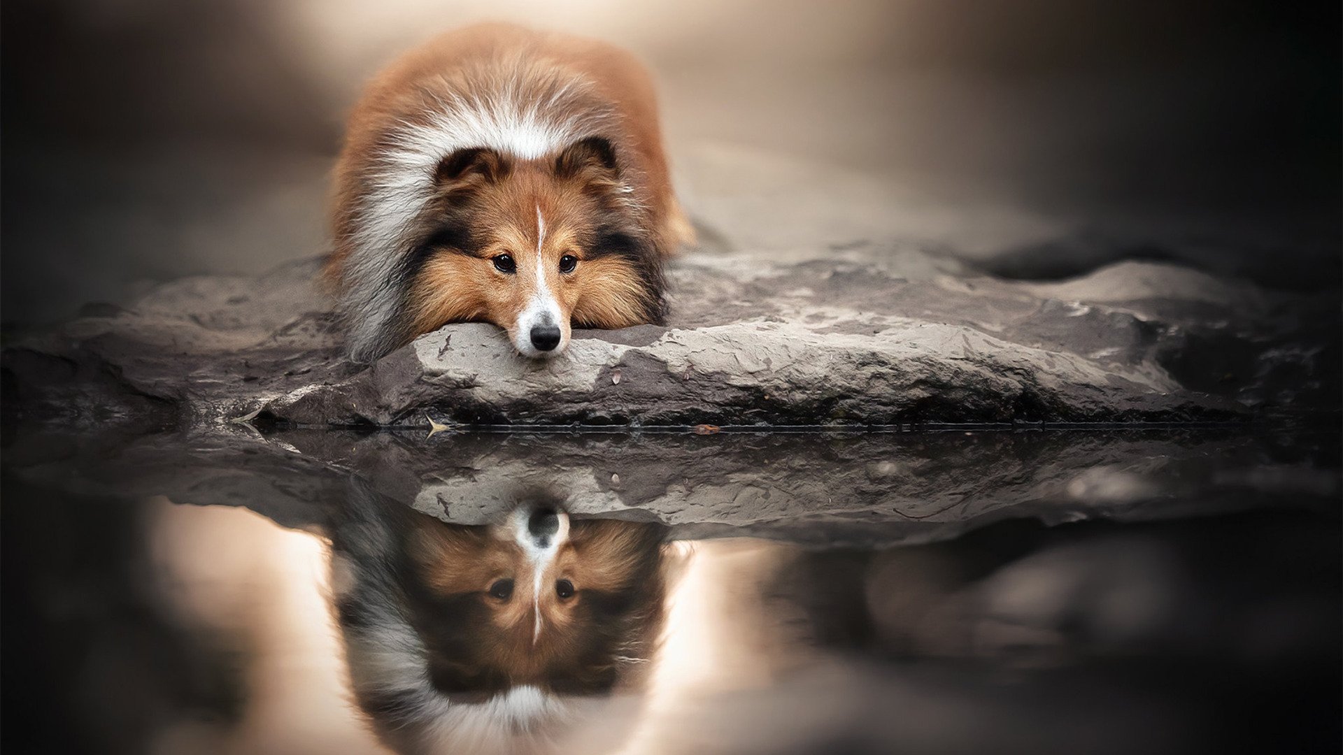 汪星人 倒影 金毛犬 虚景 牧羊犬