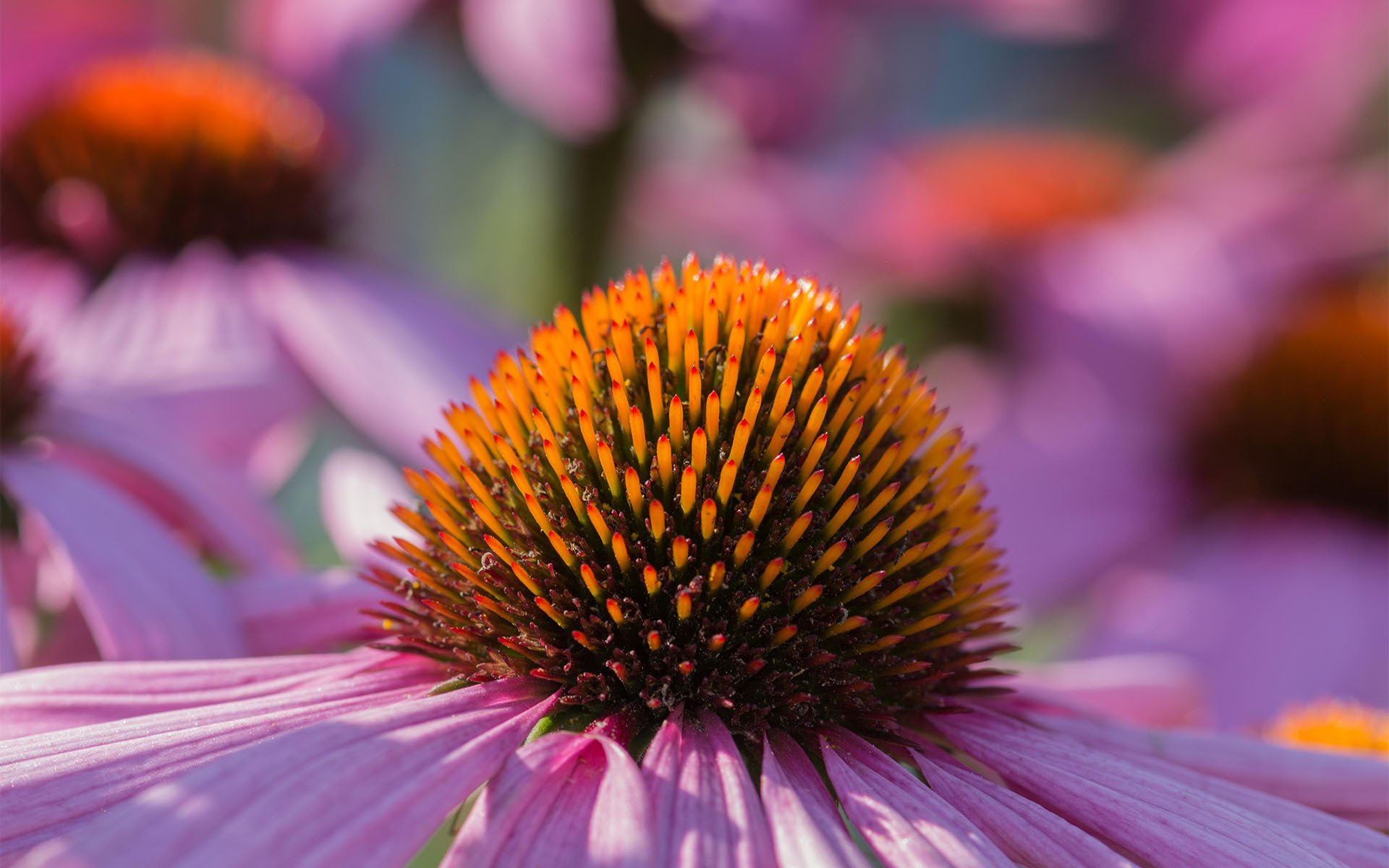 清新淡雅  清新 粉嫩 松果菊