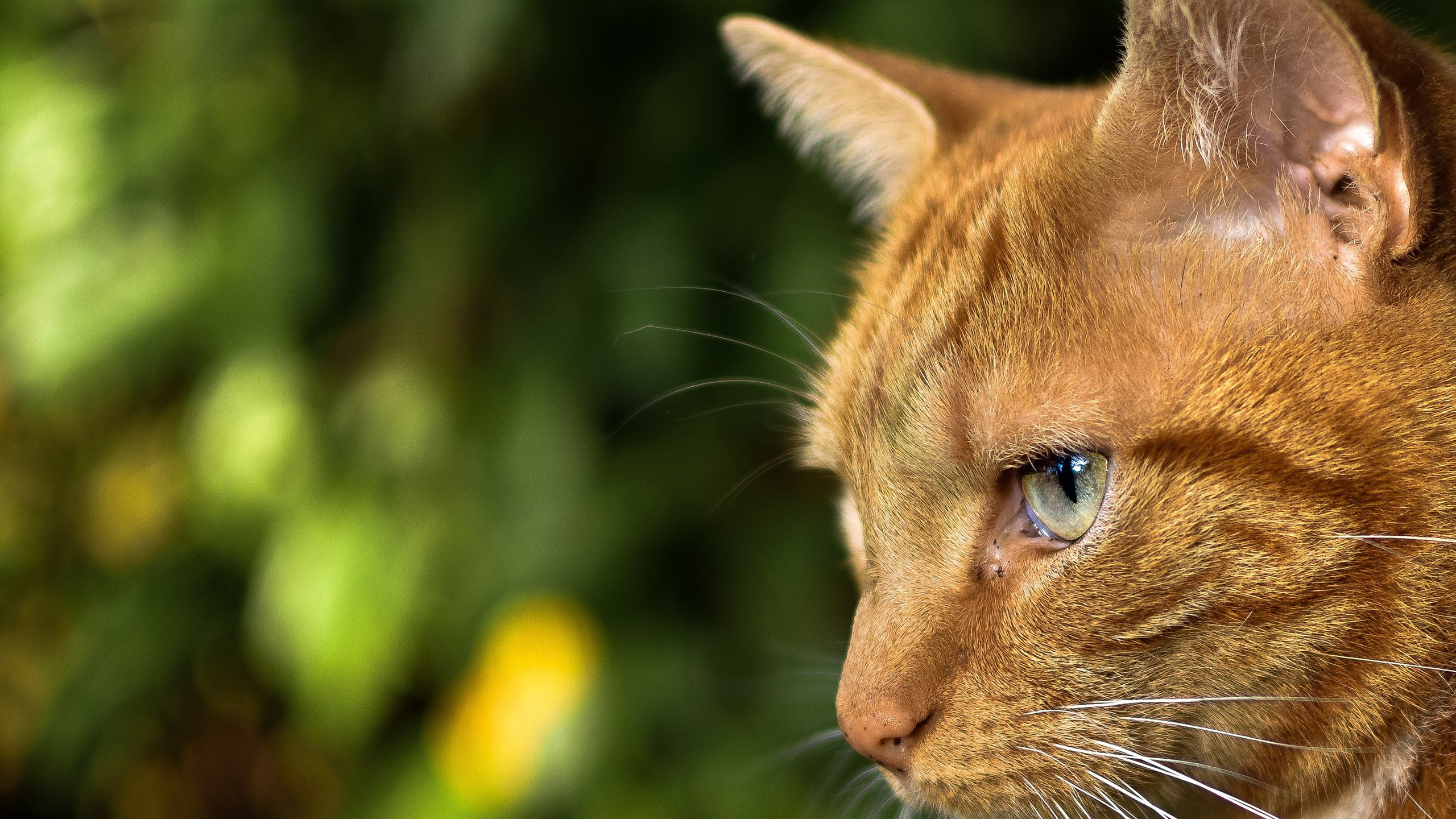 喵星人 大黄猫 一只猫咪