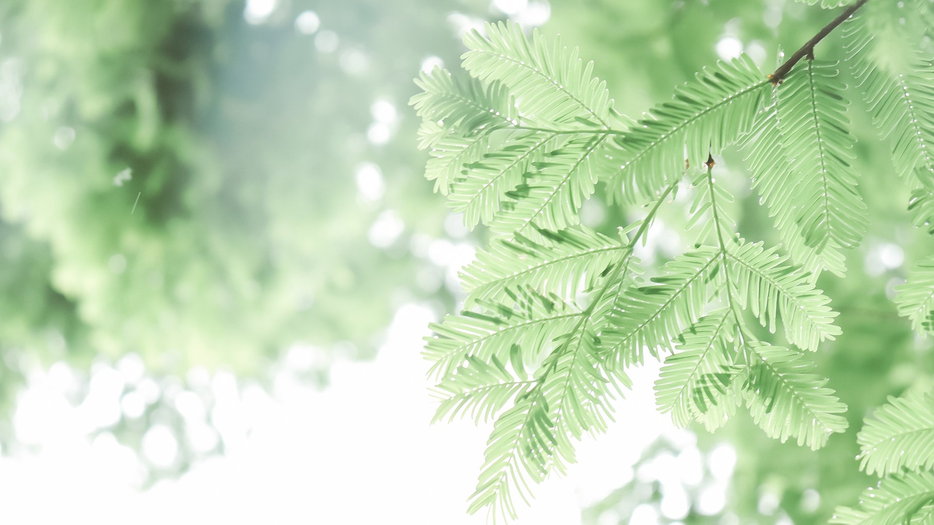 清新淡雅 绿色 护眼 清新