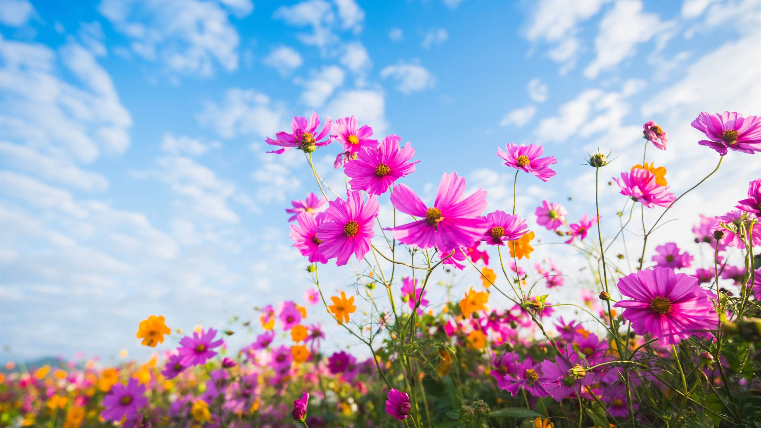 娇艳欲滴 花丛 雏菊 野花