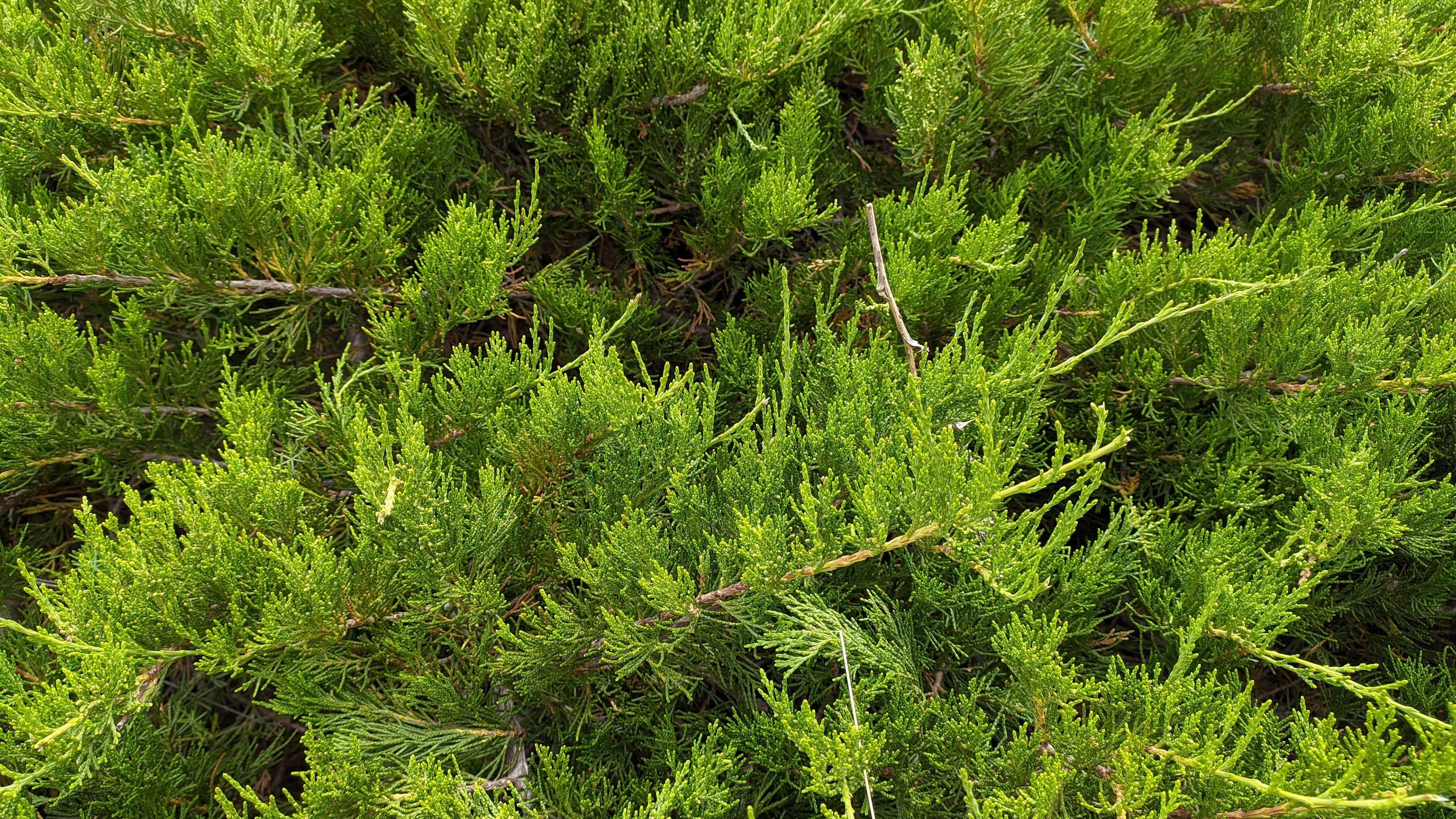 护眼壁纸 松树林 绿色