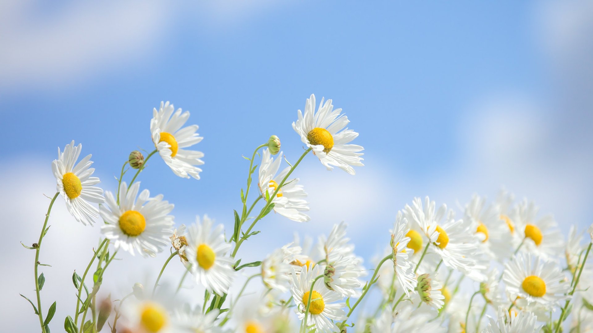 娇艳欲滴 木春菊 雏菊 菊花