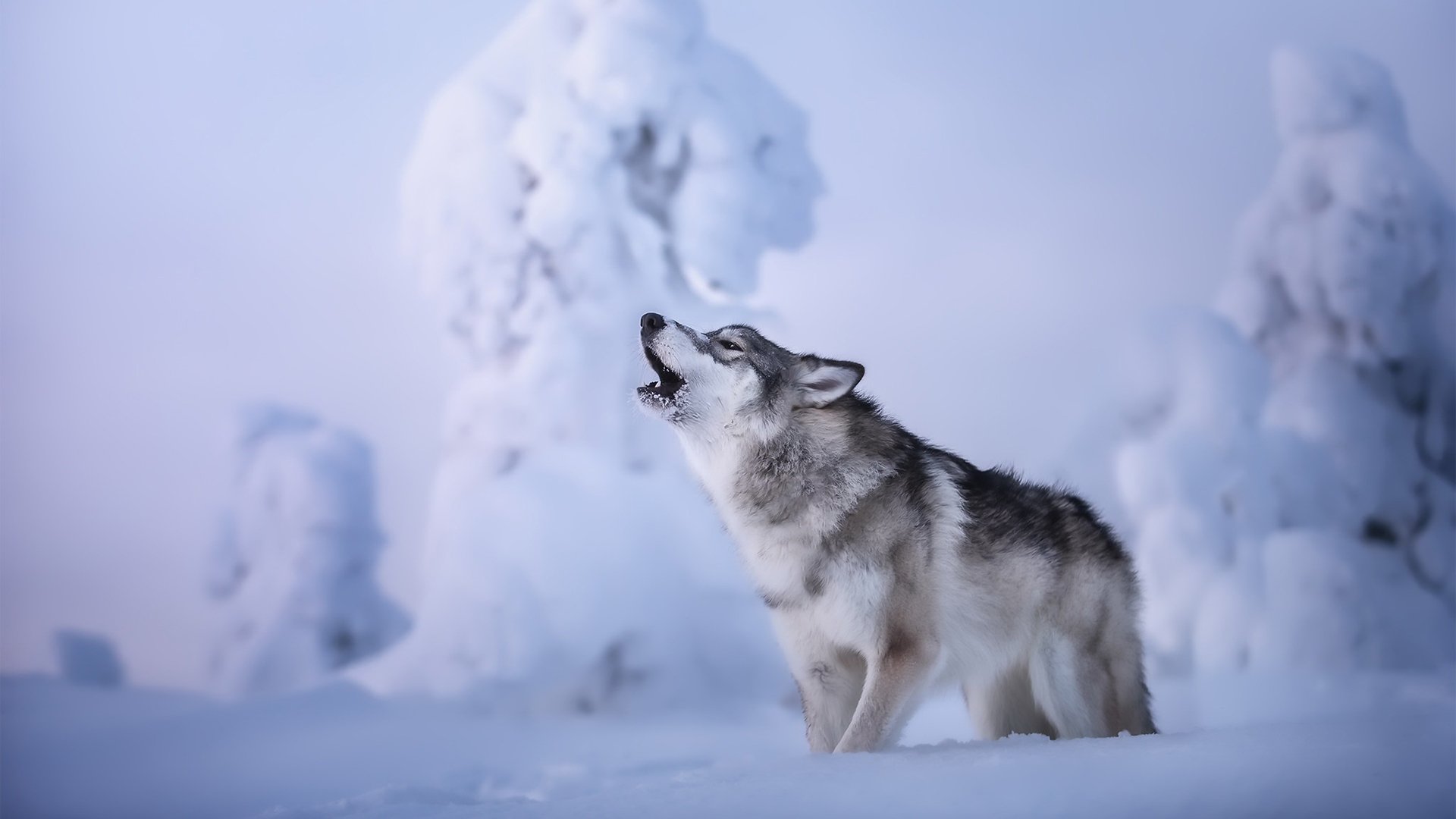 汪星人 哈士奇 雪地