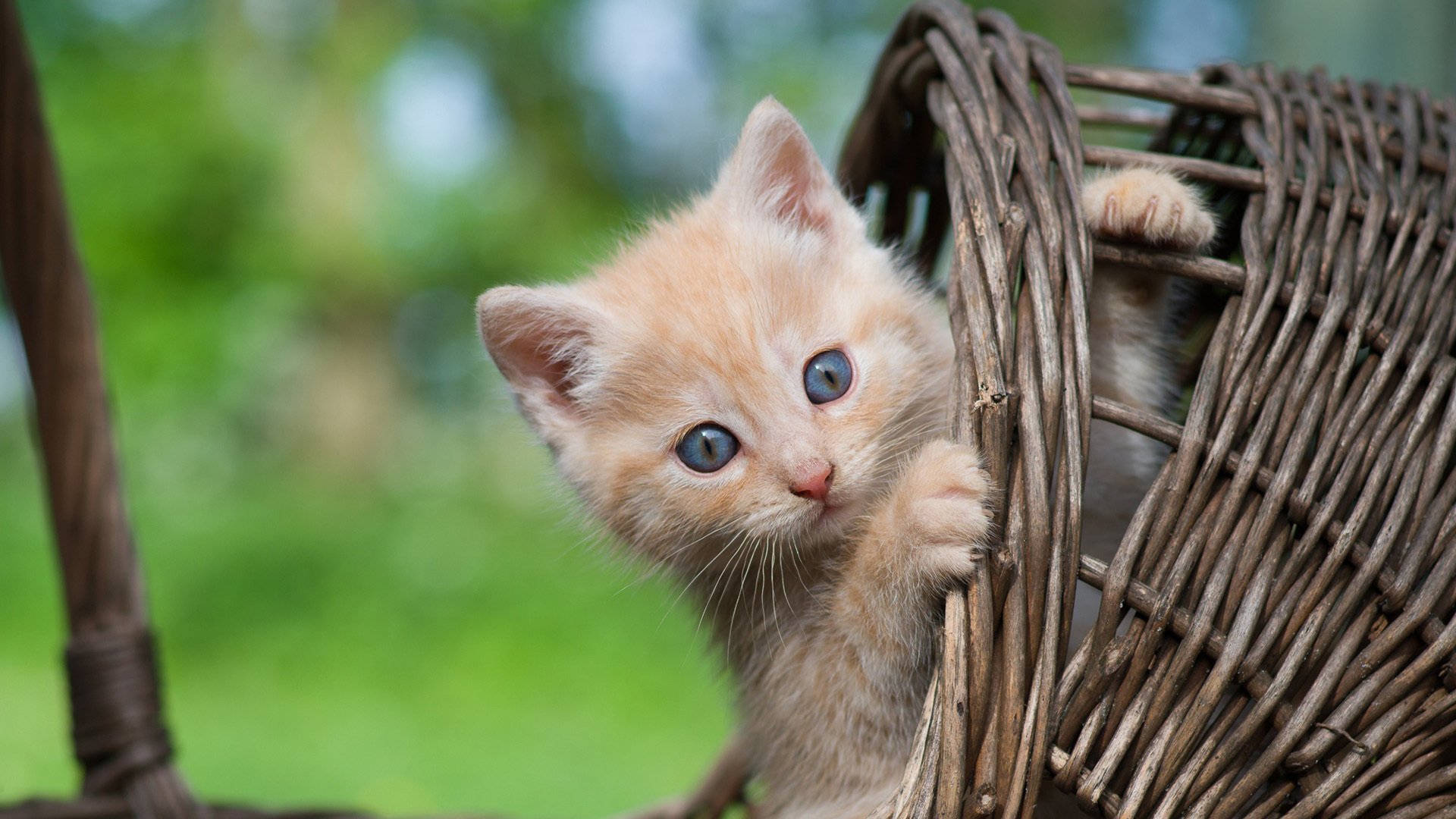 喵星人 小黄猫 呆萌