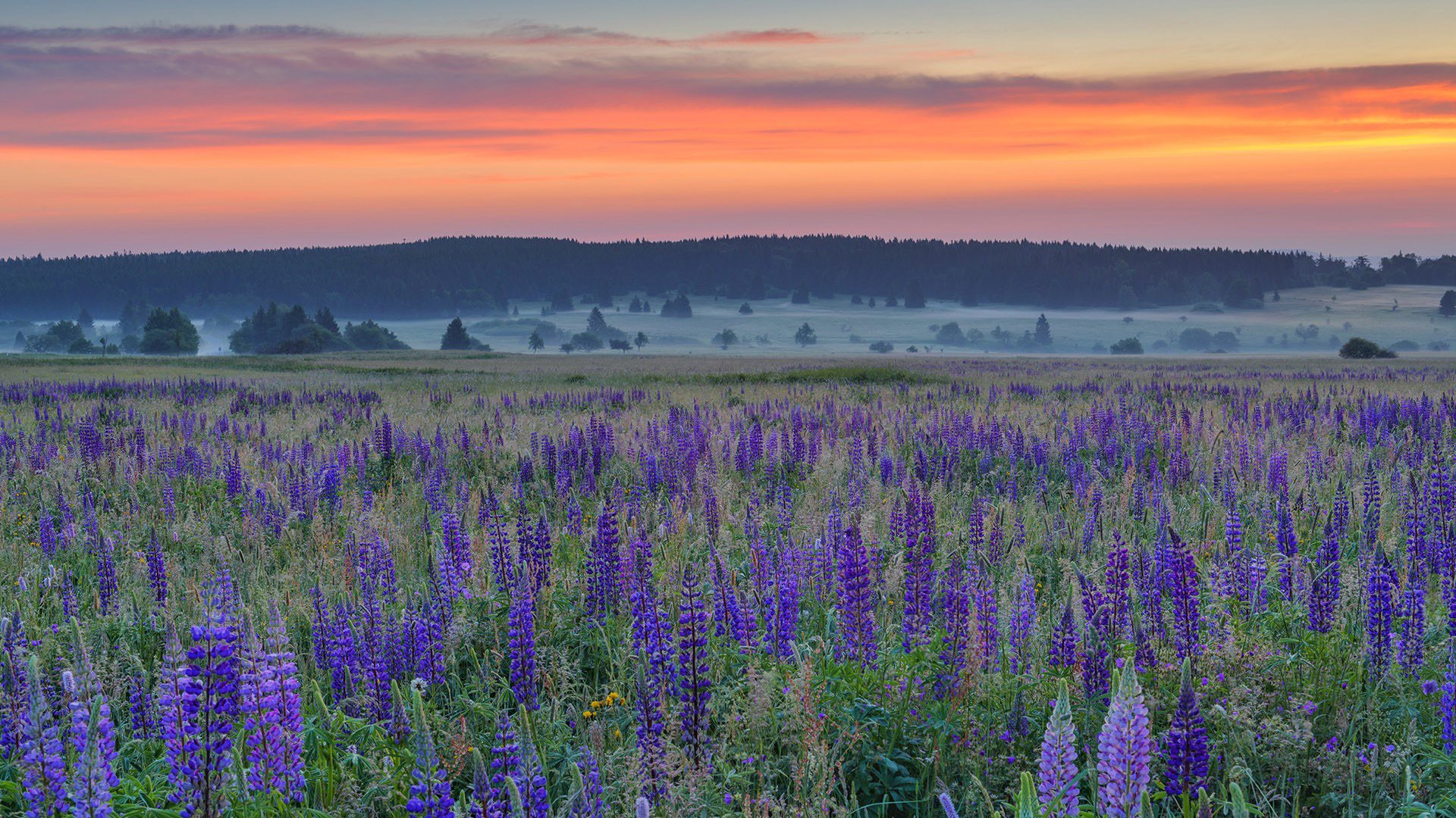 落日余晖 薰衣草 晚霞 红霞 原野