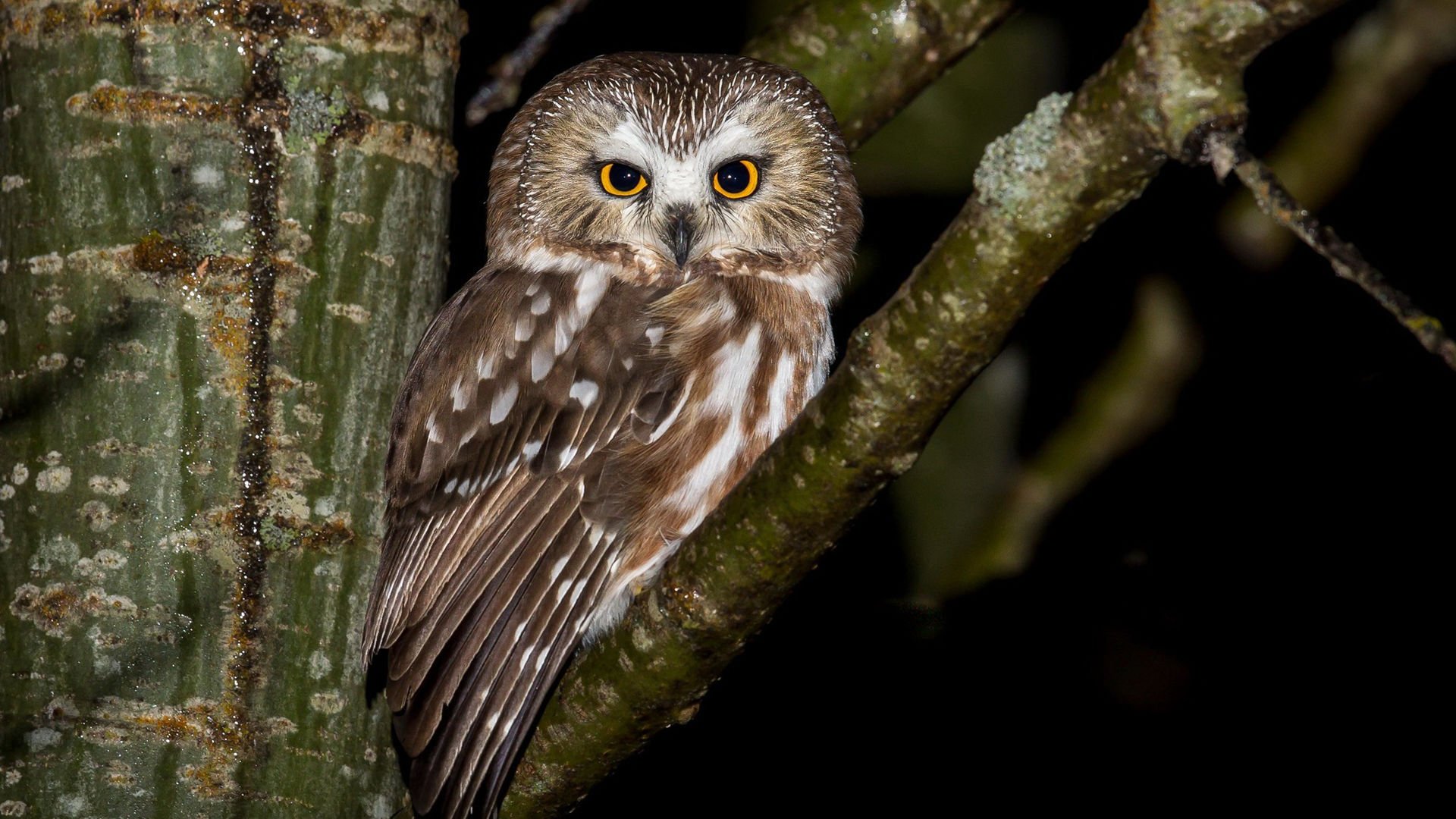 小鸟天地 猫头鹰 枭