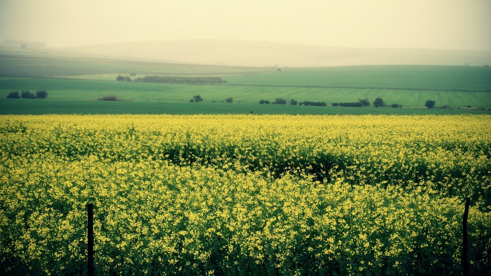 自然风光 田野 油菜花 原野
