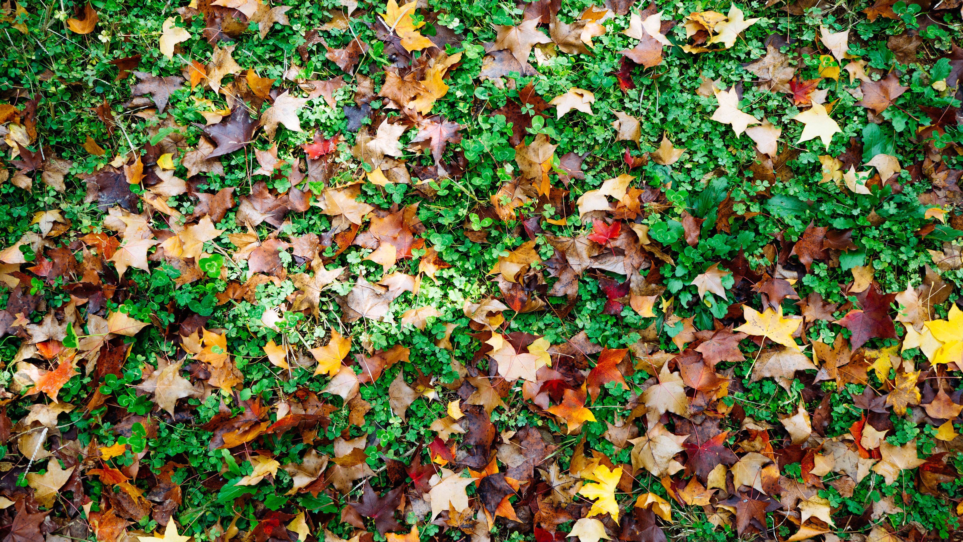 树叶 深秋 落叶