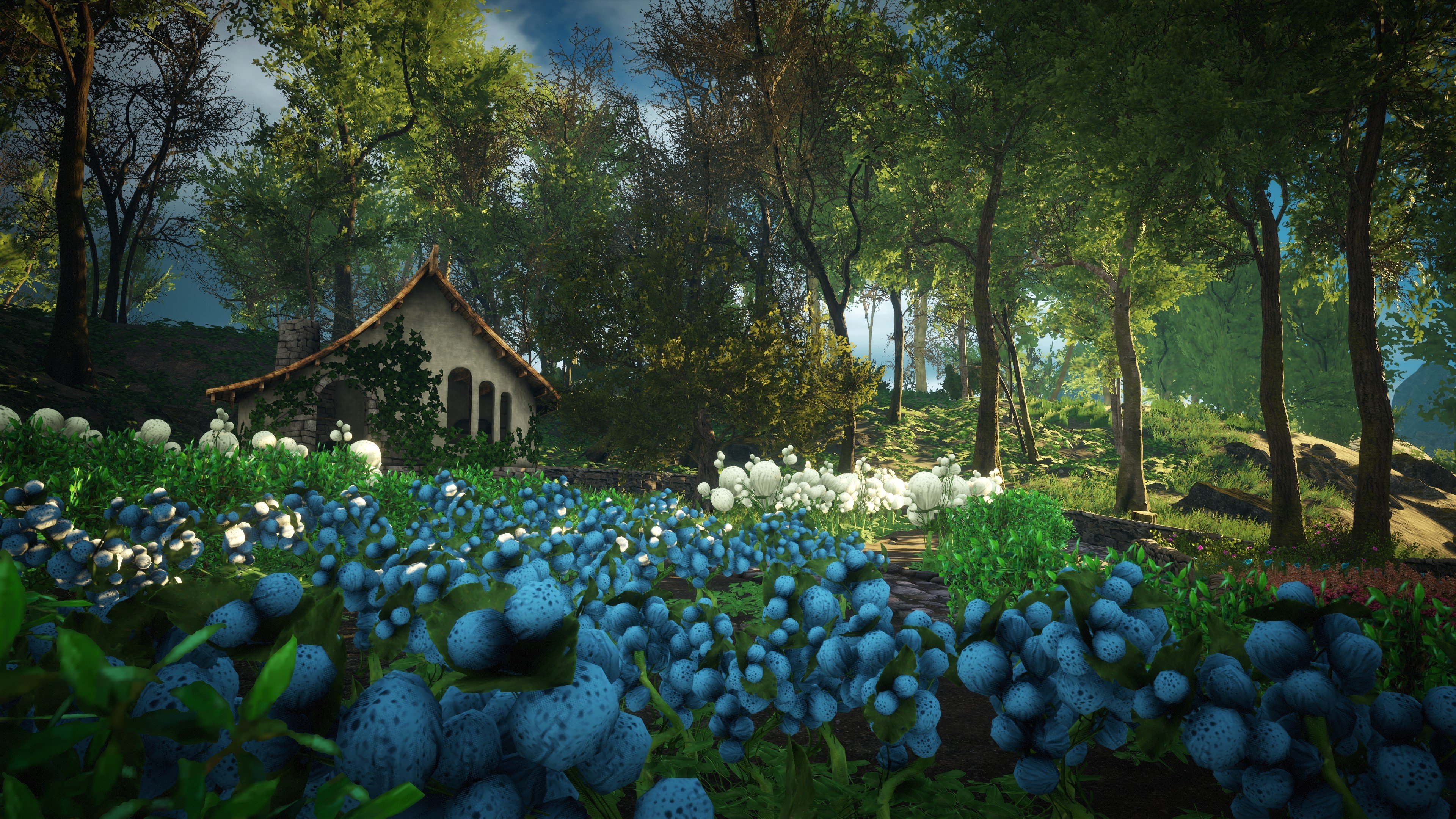 郁金香 原野 田园