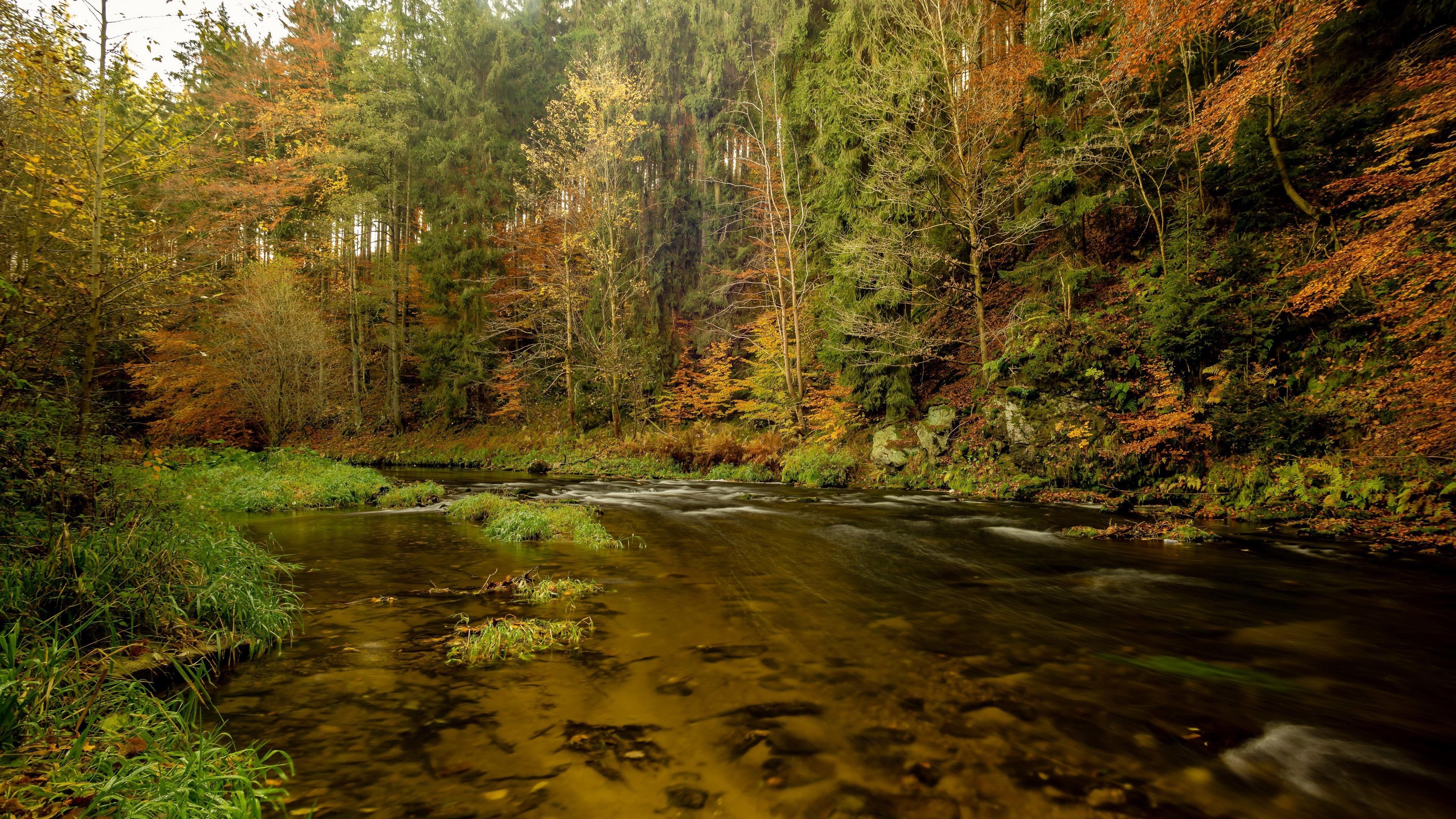 秋意正浓 消息 树林