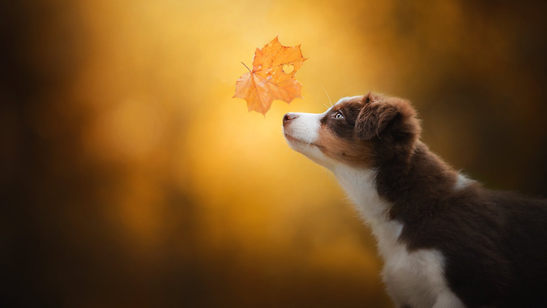 汪星人 树叶 秋天