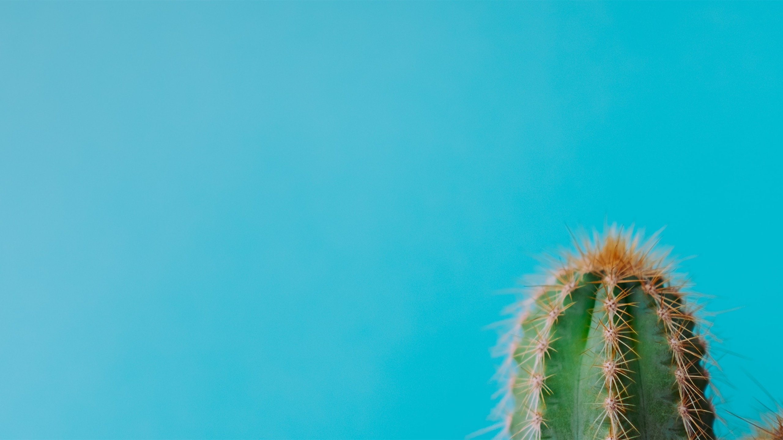 护眼壁纸 仙人掌 绿植 护眼