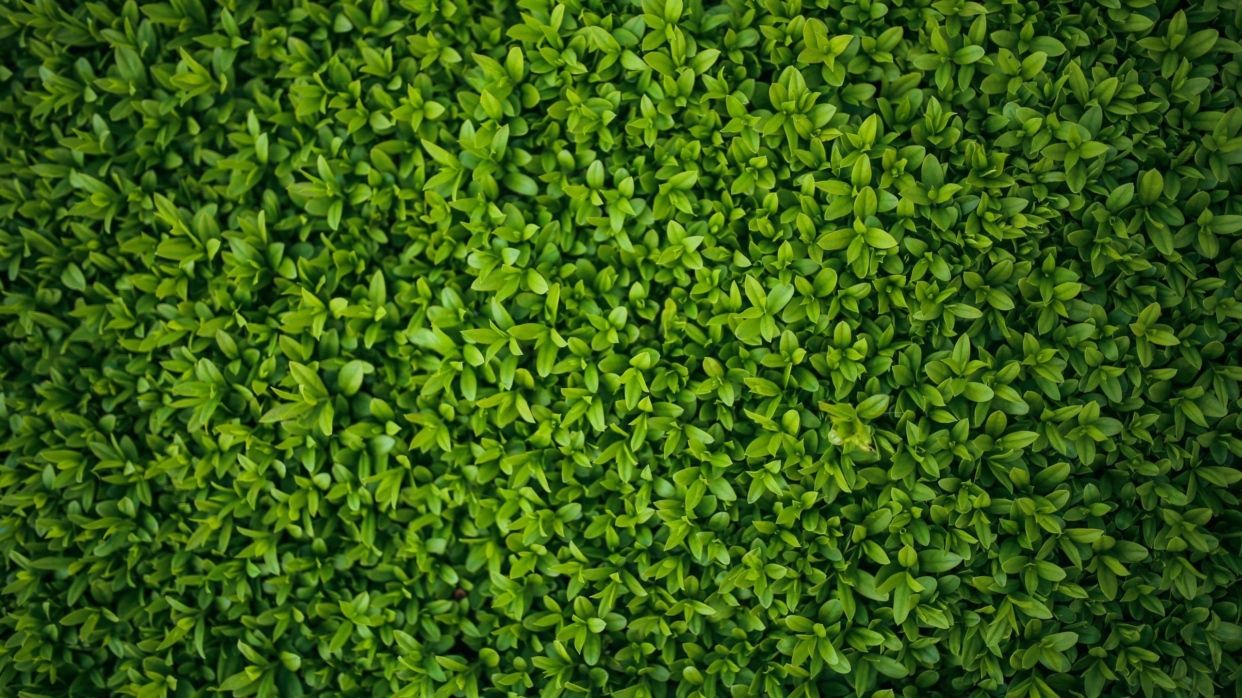 护眼壁纸 翠绿 树叶