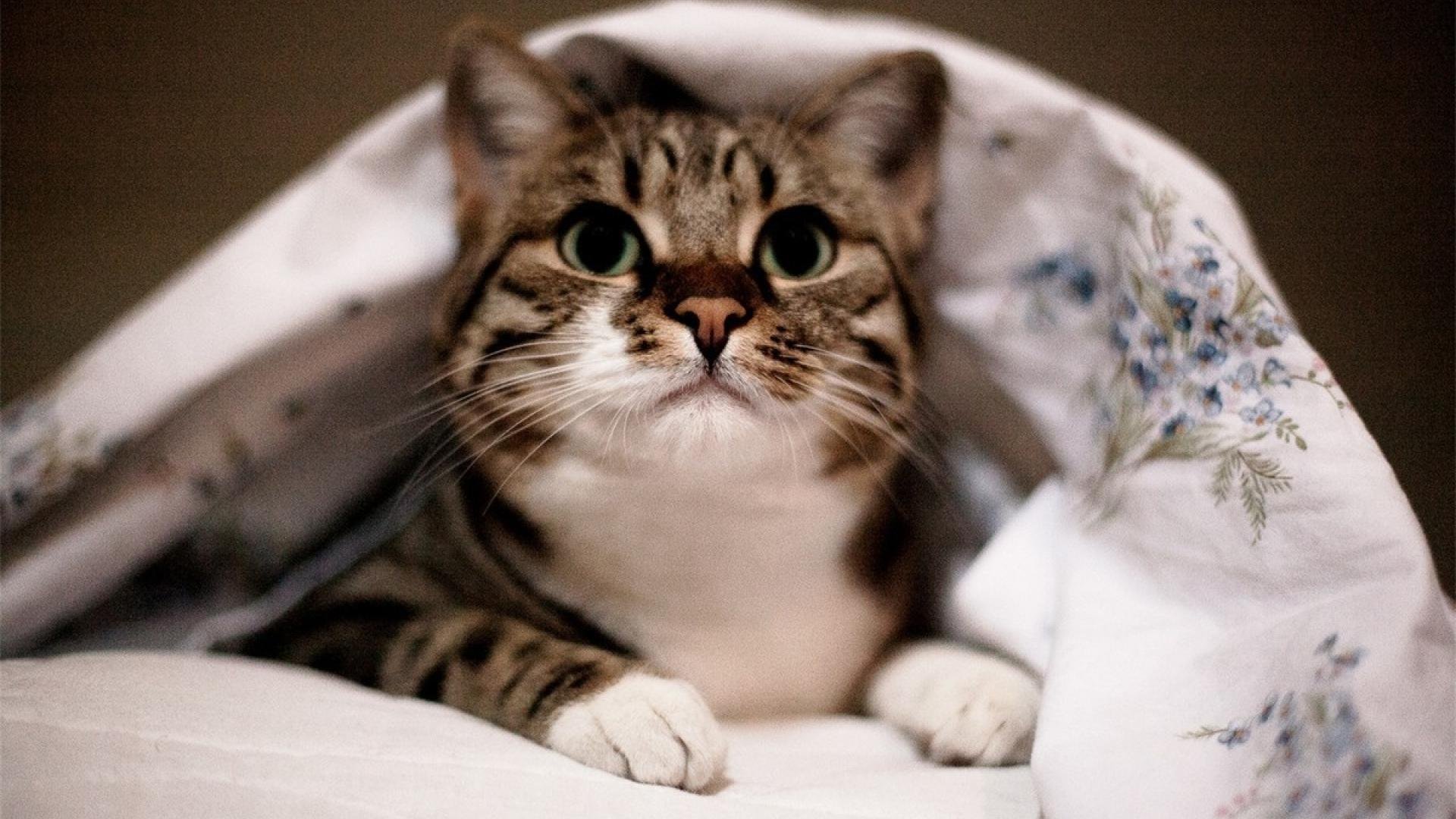 喵星人 奶猫 凝视 可爱