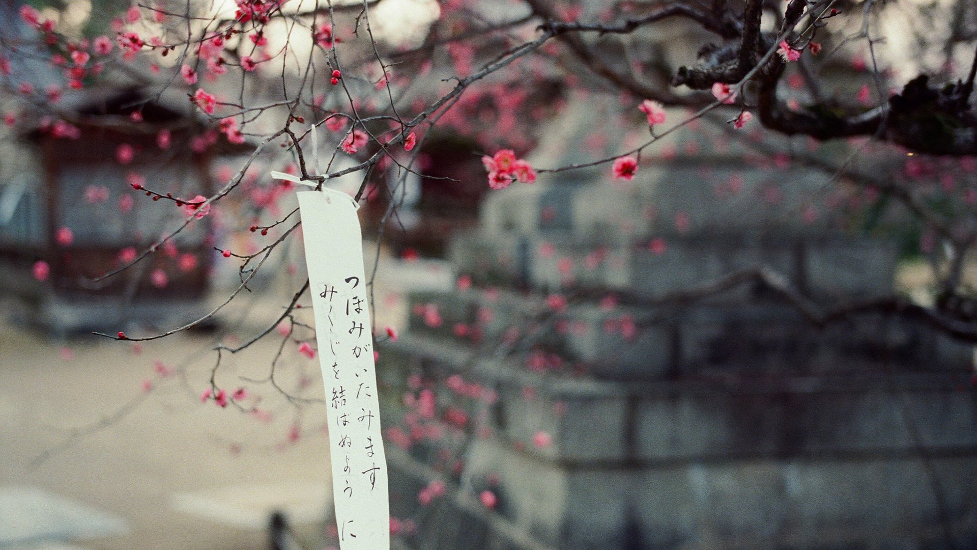 鸟语花香 梅花 字条 祝福 清新 淡雅