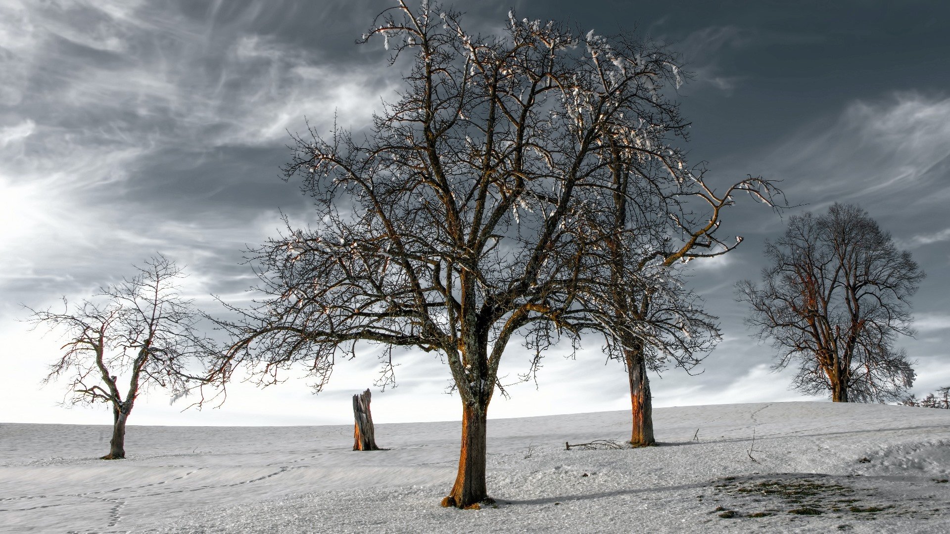 自然风光 枯树 干旱 沙漠 乌云