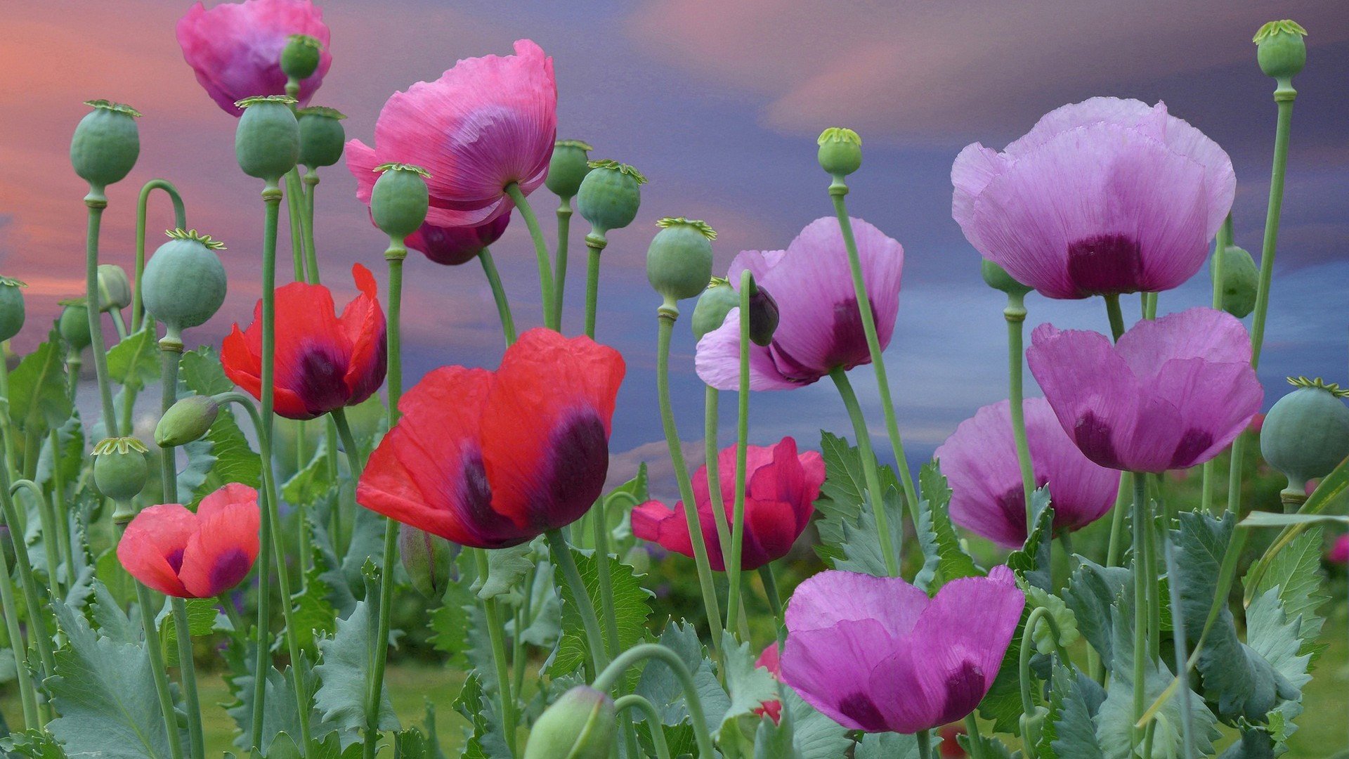 唯美  花卉  紫色