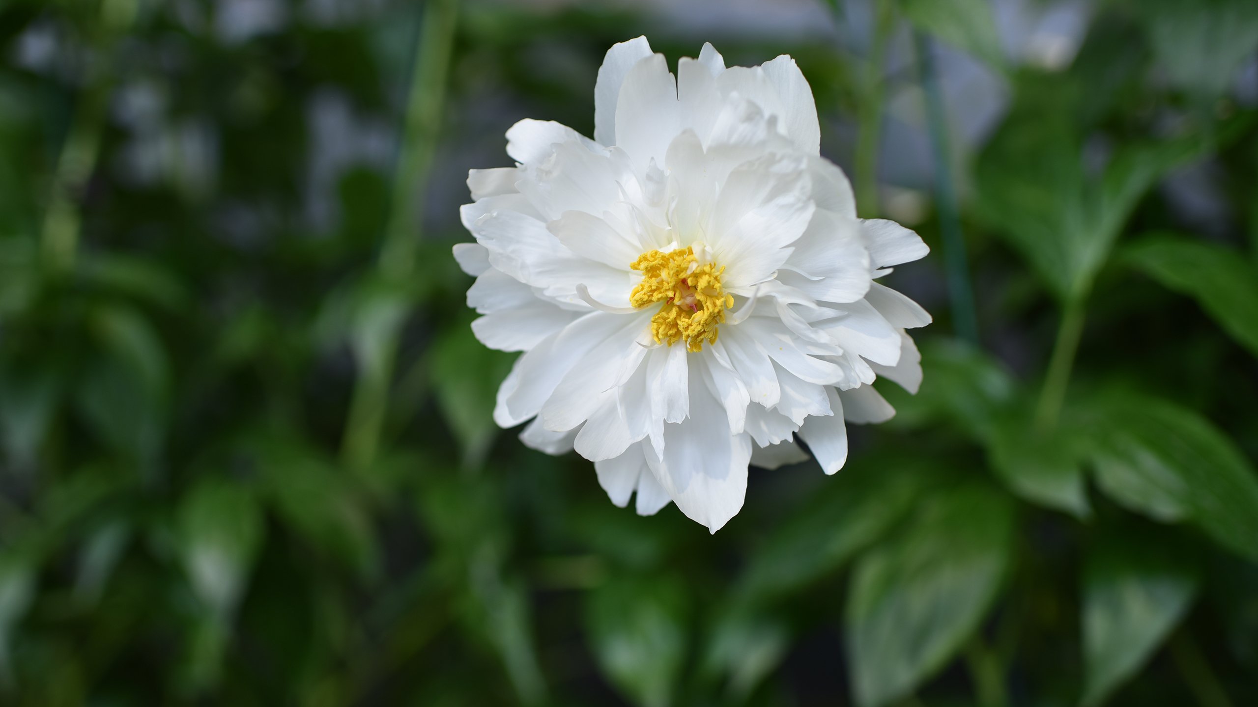 娇艳欲滴 上海花博会 芍药