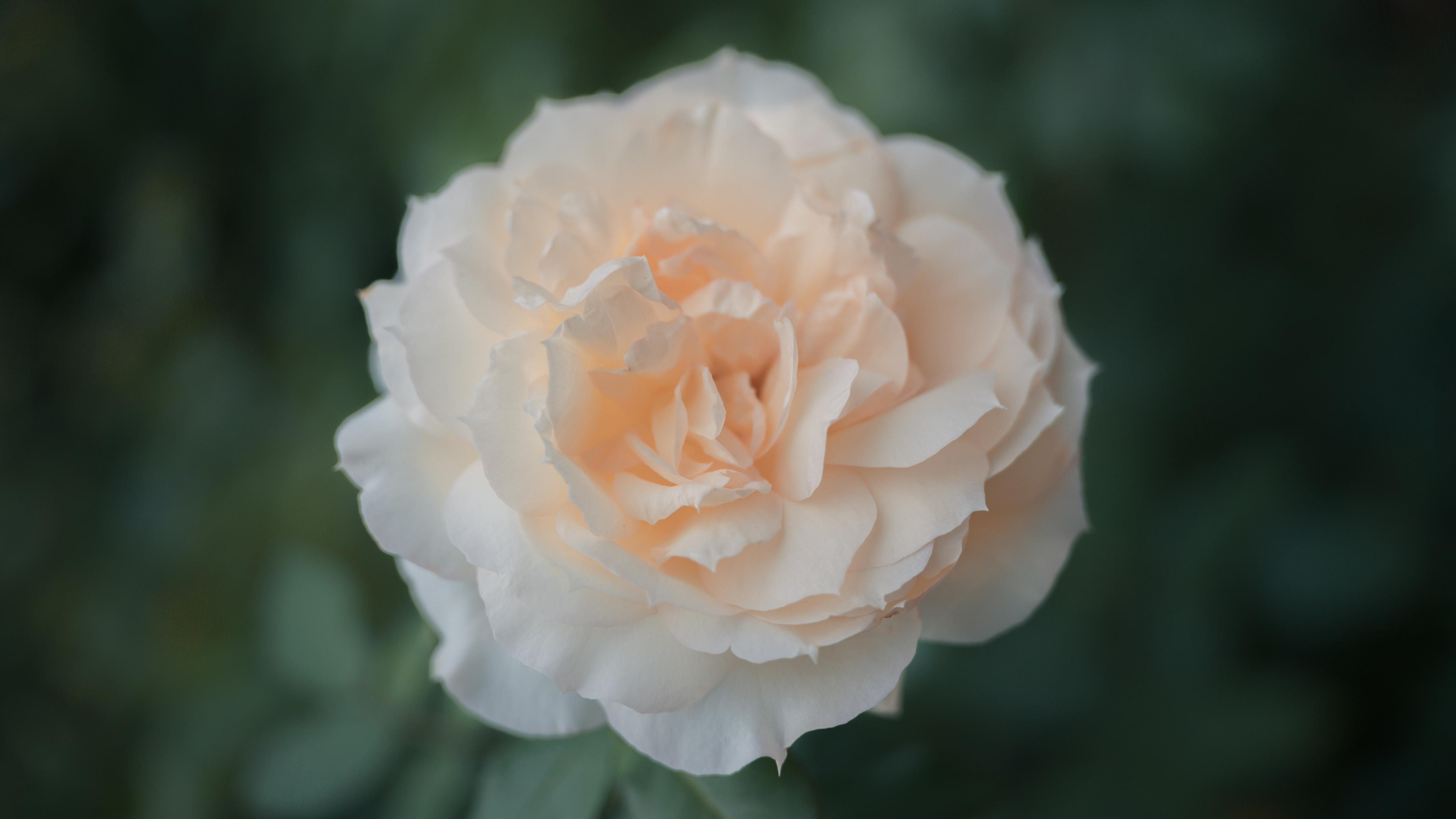 蔷薇花   清新    浪漫