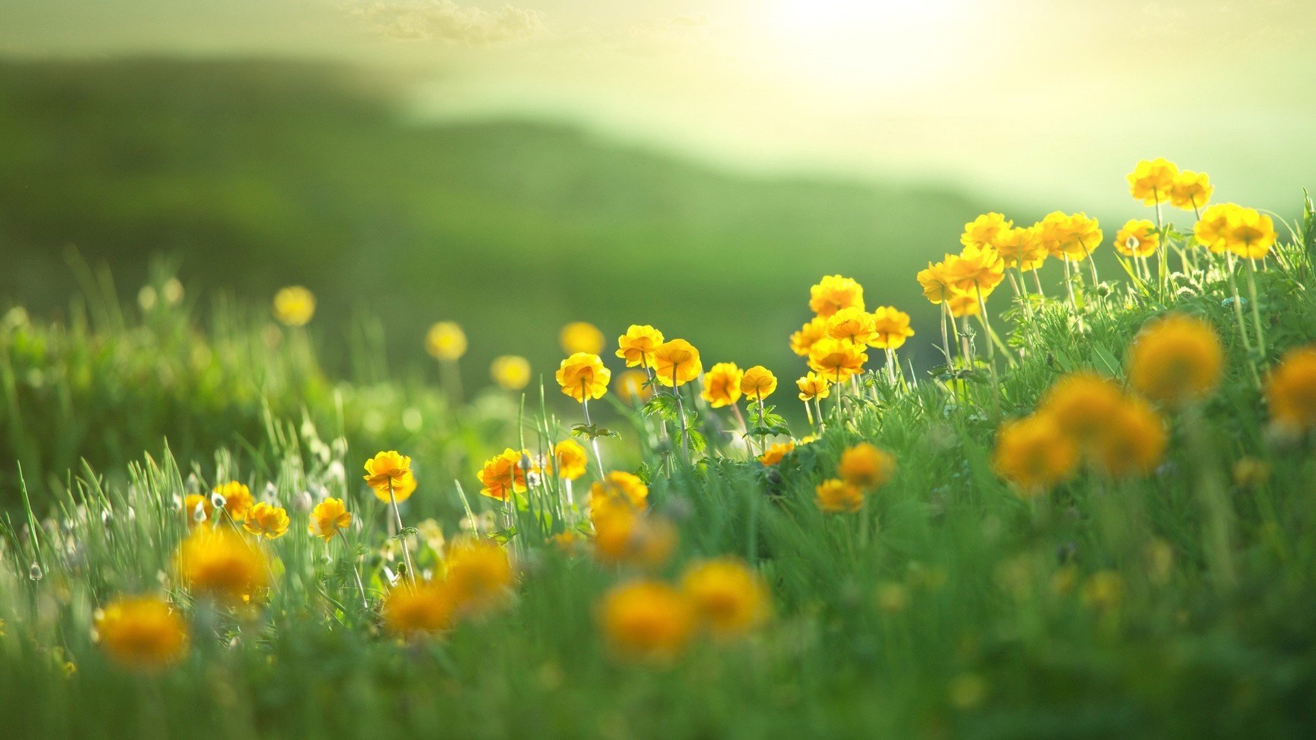 娇艳欲滴 小野花