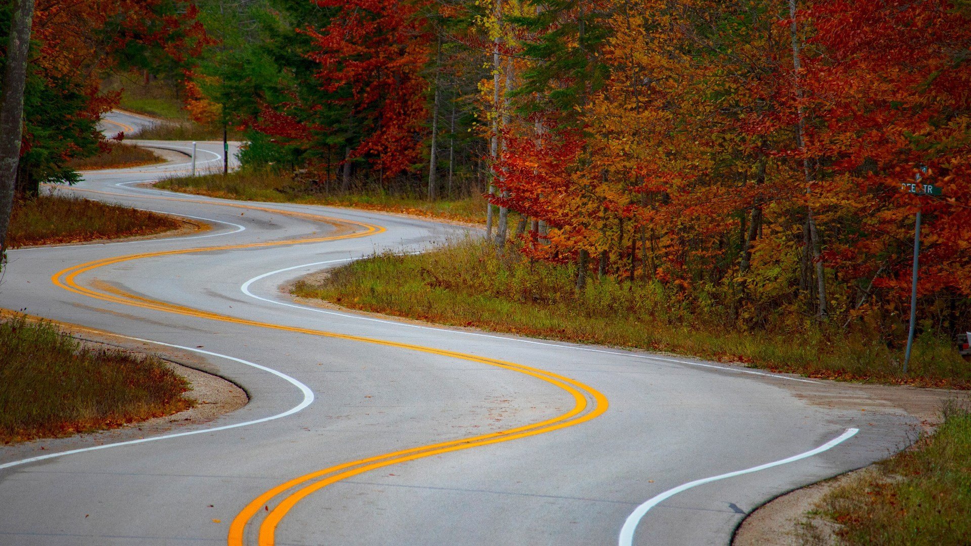 秋意正浓 道路 红树林 枫叶