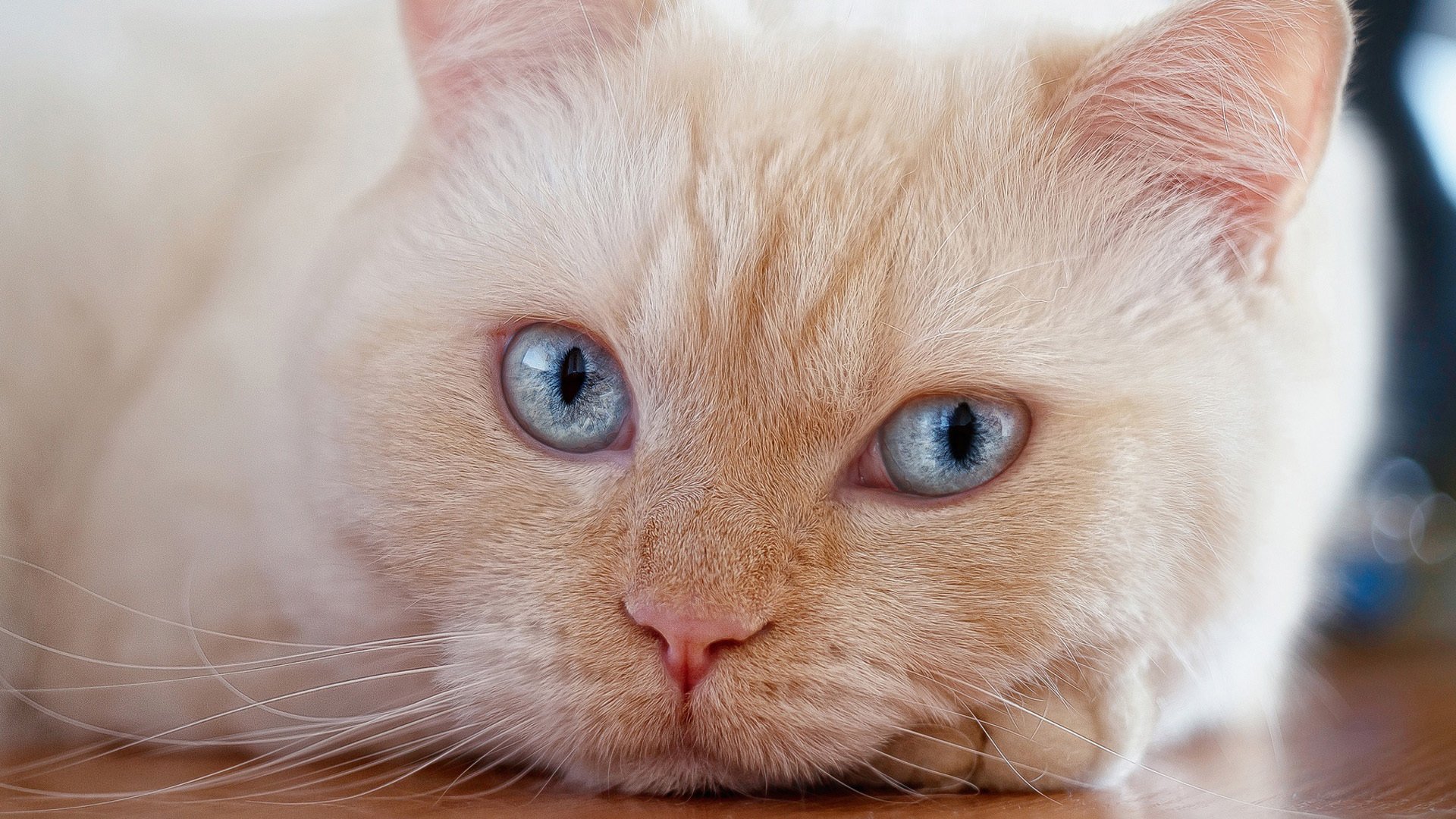 喵星人 大脸猫 肥猫