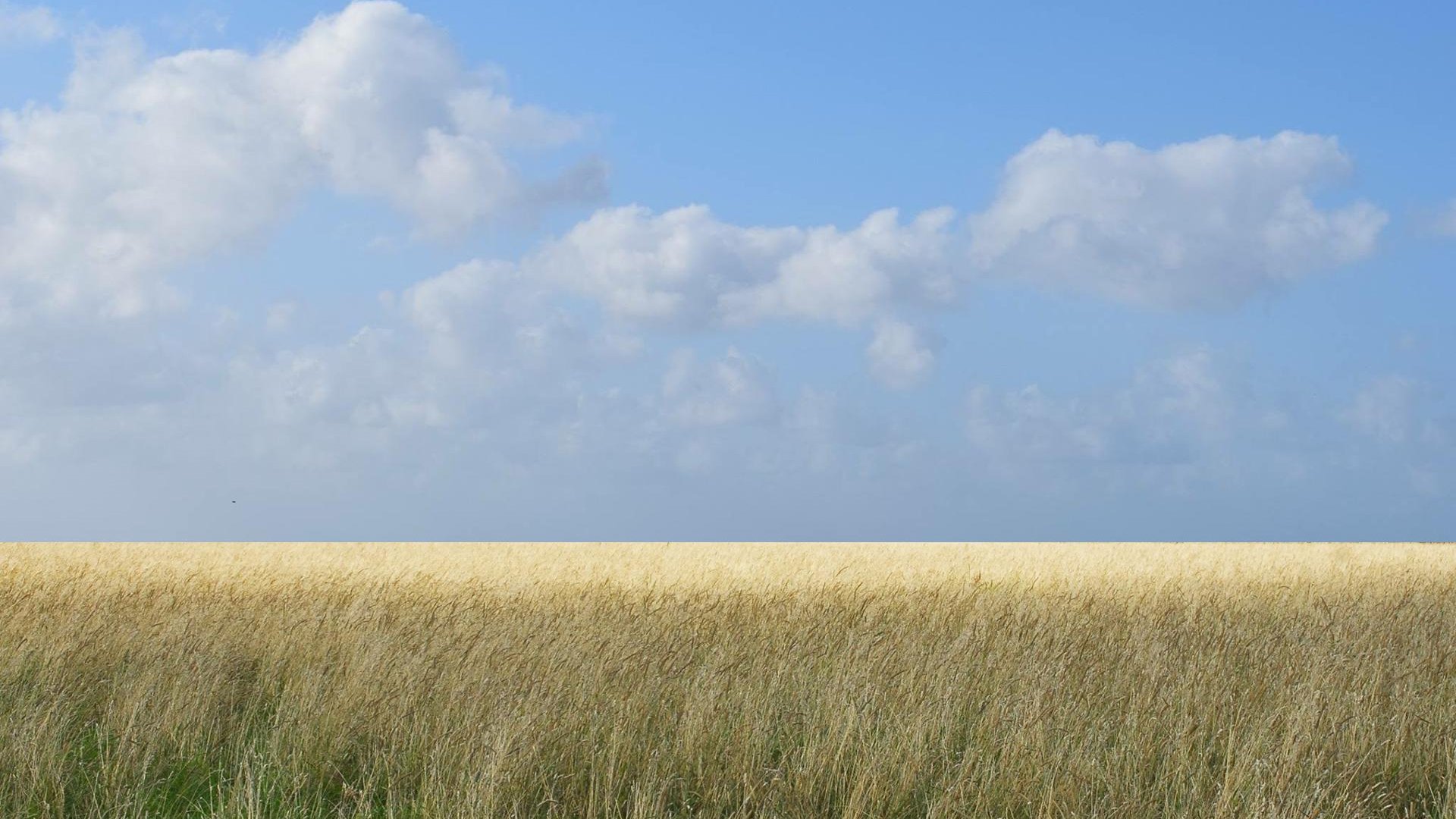 自然风光 麦田 一望无际