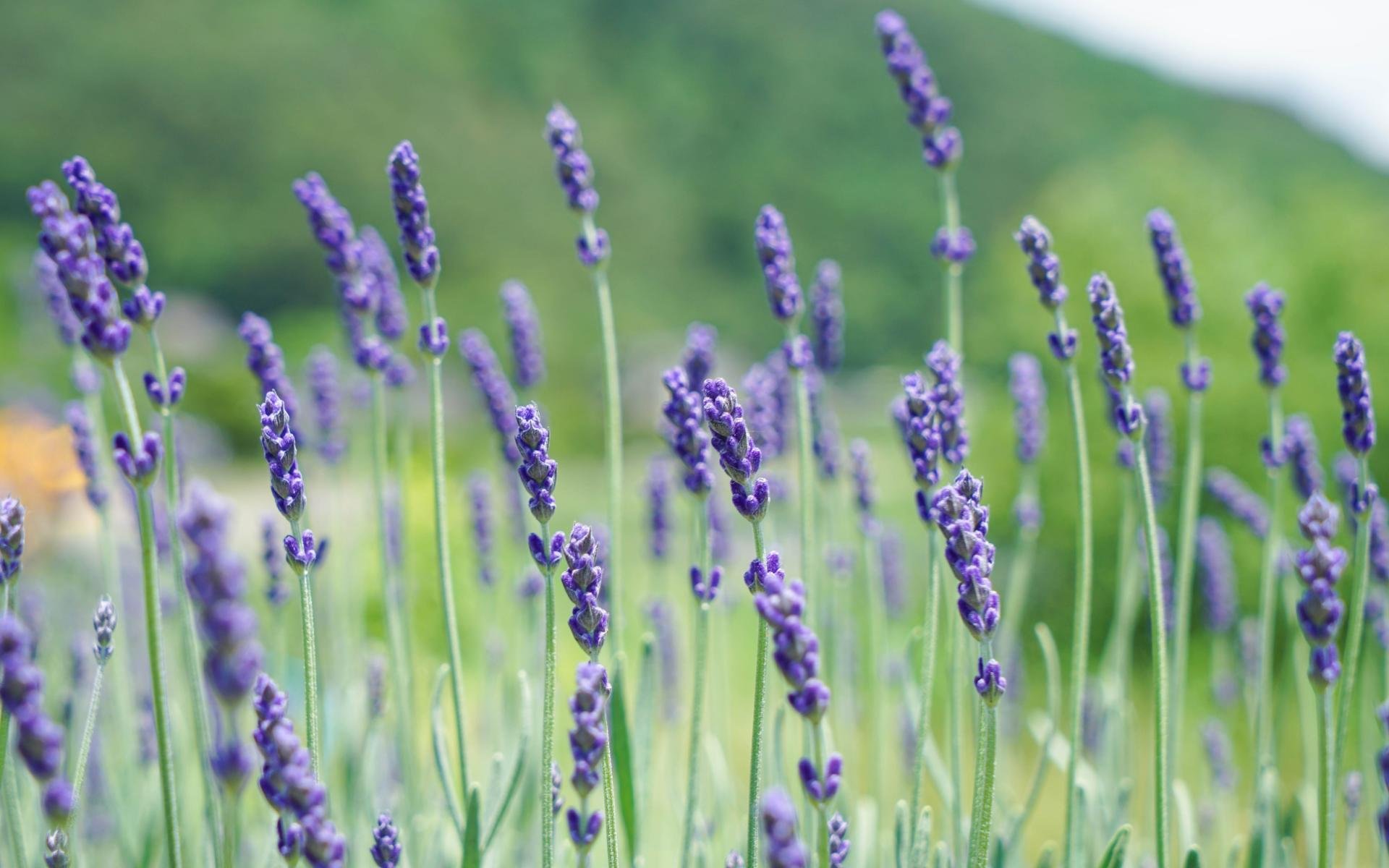 清新淡雅  薰衣草  紫色  美丽