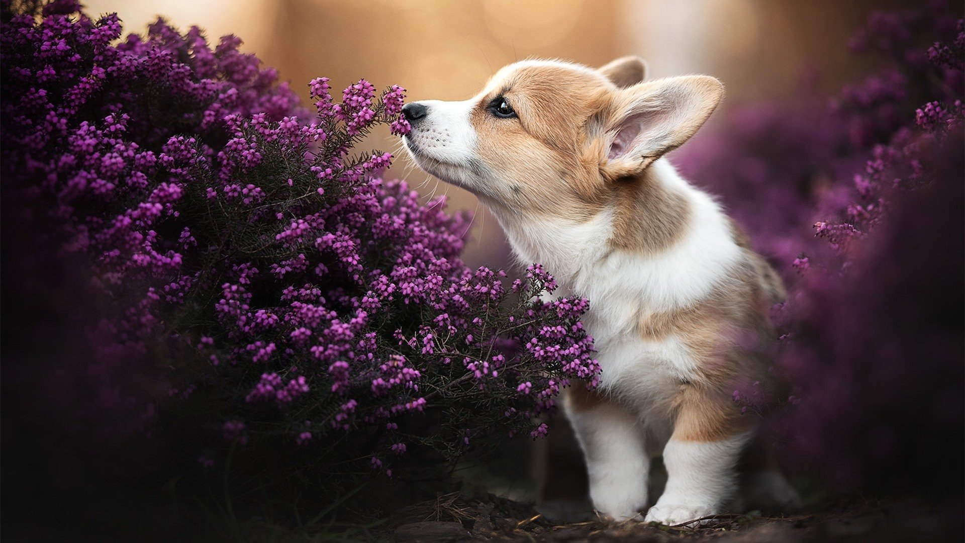 汪星人 狗狗 花丛 紫色