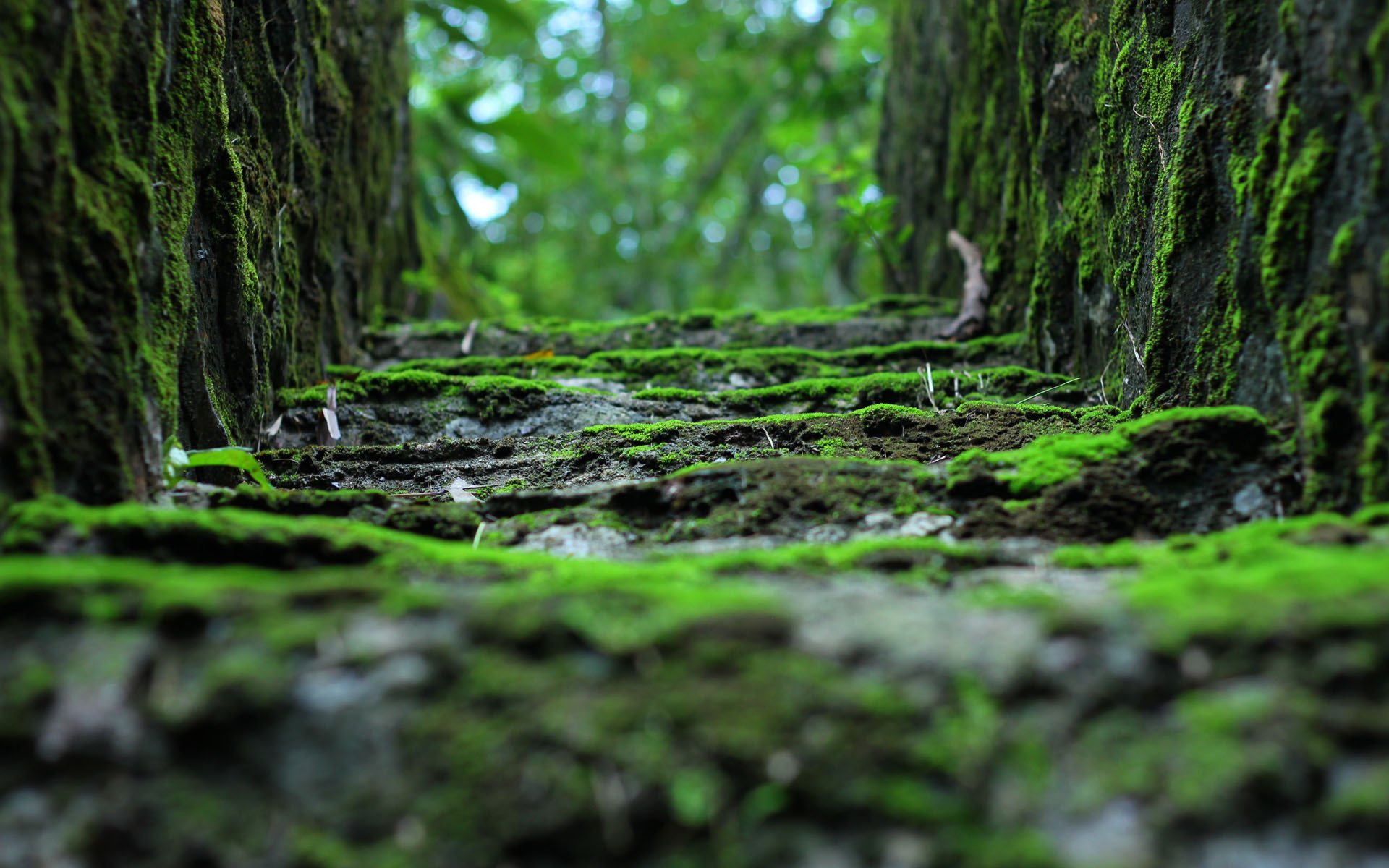 护眼壁纸 青苔 台阶