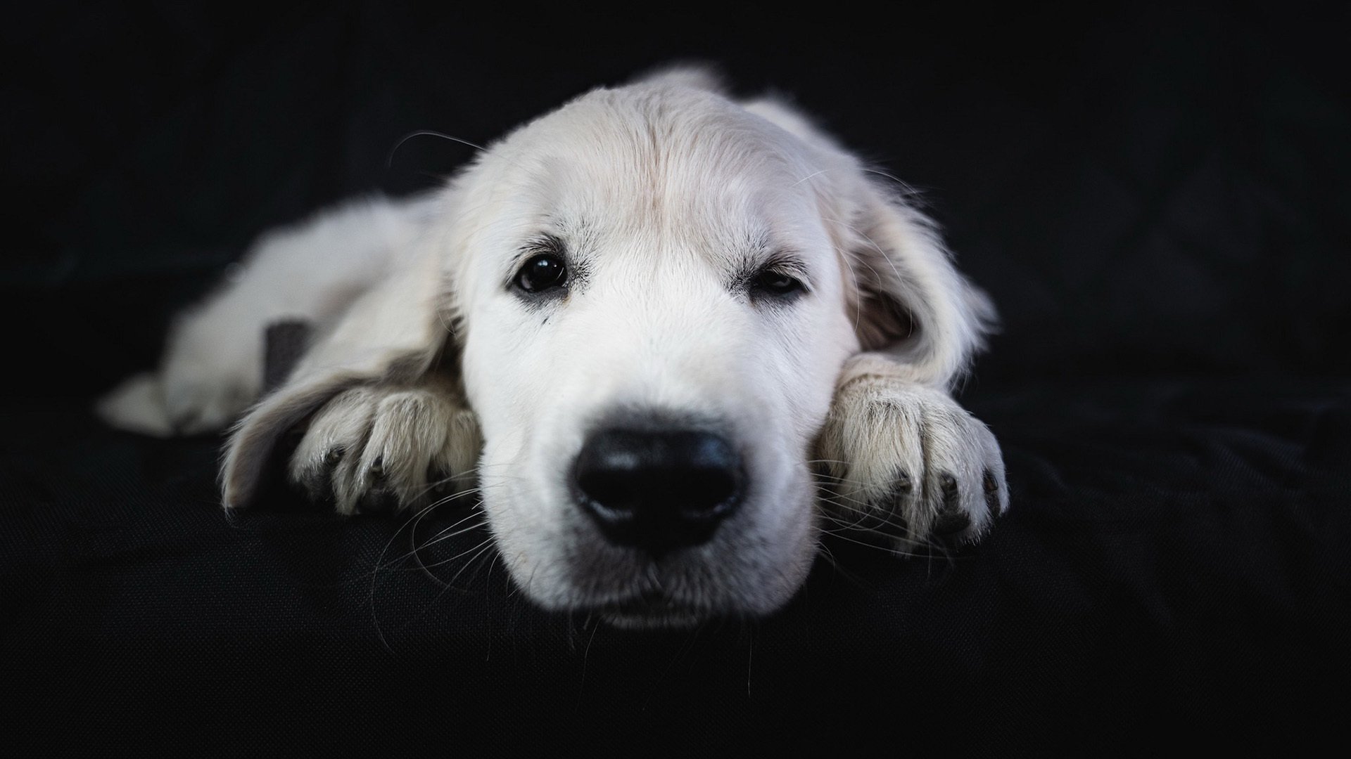 汪星人 特写 小白狗狗