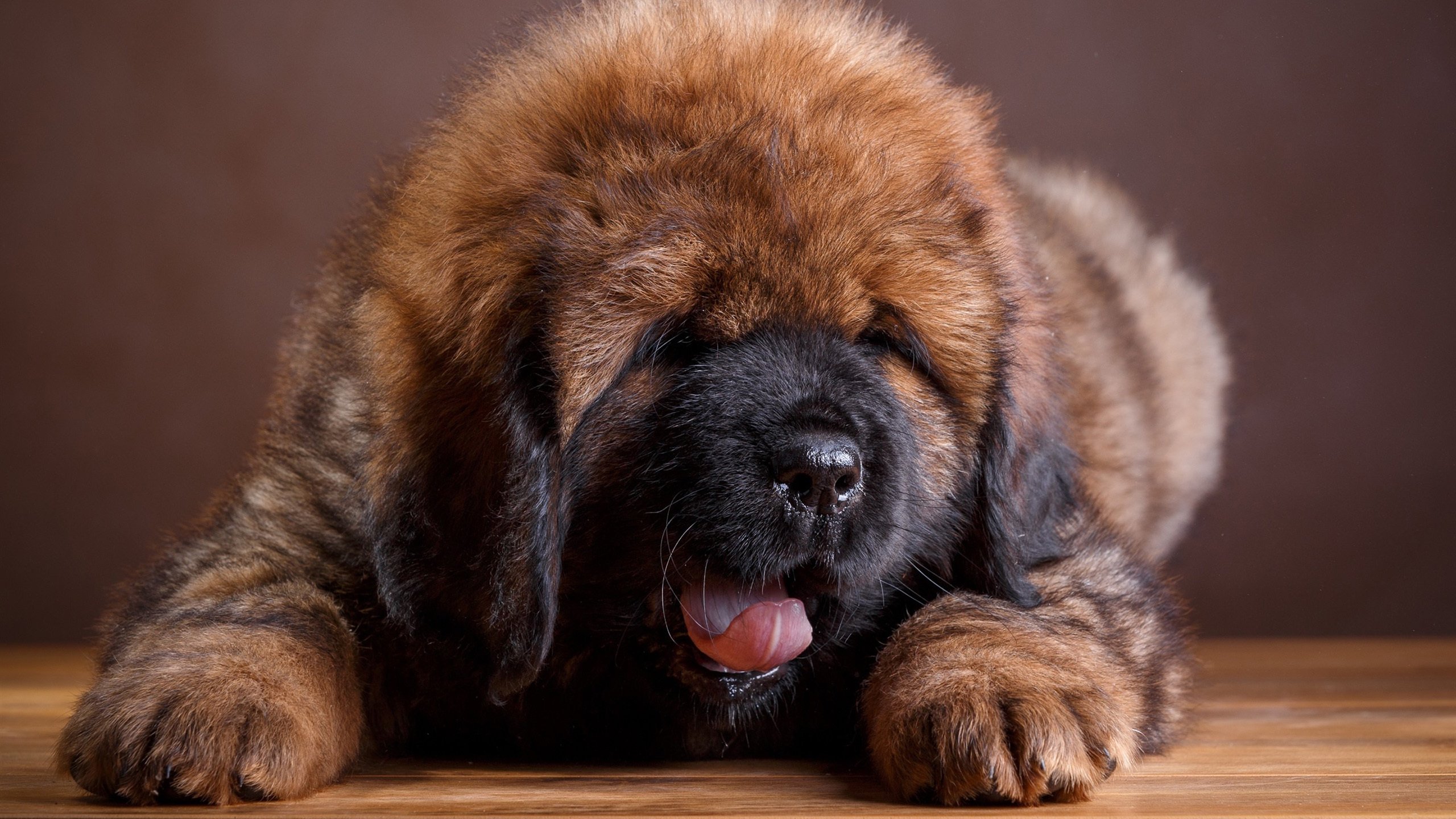 汪星人 小狗狗 毛绒绒