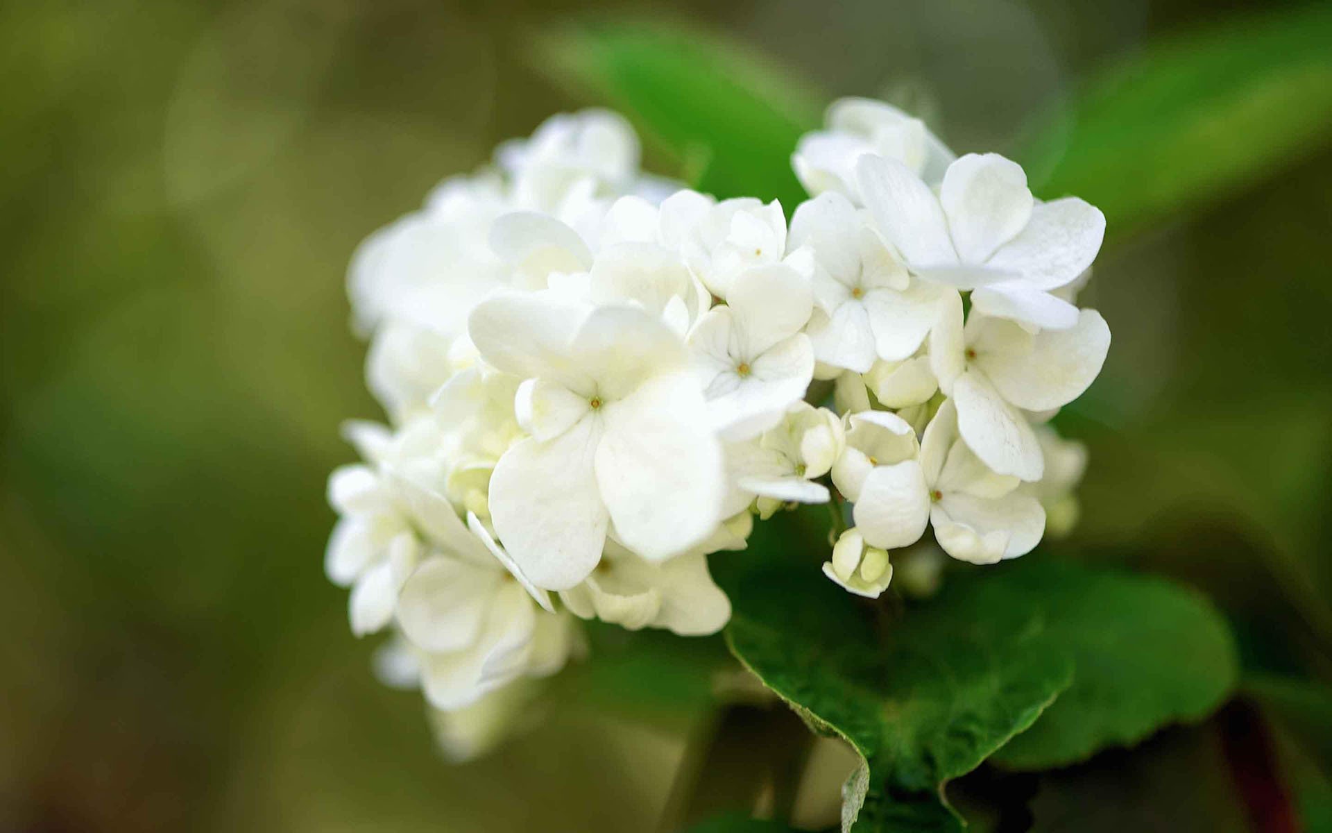 清新淡雅  白色 琼花  养眼