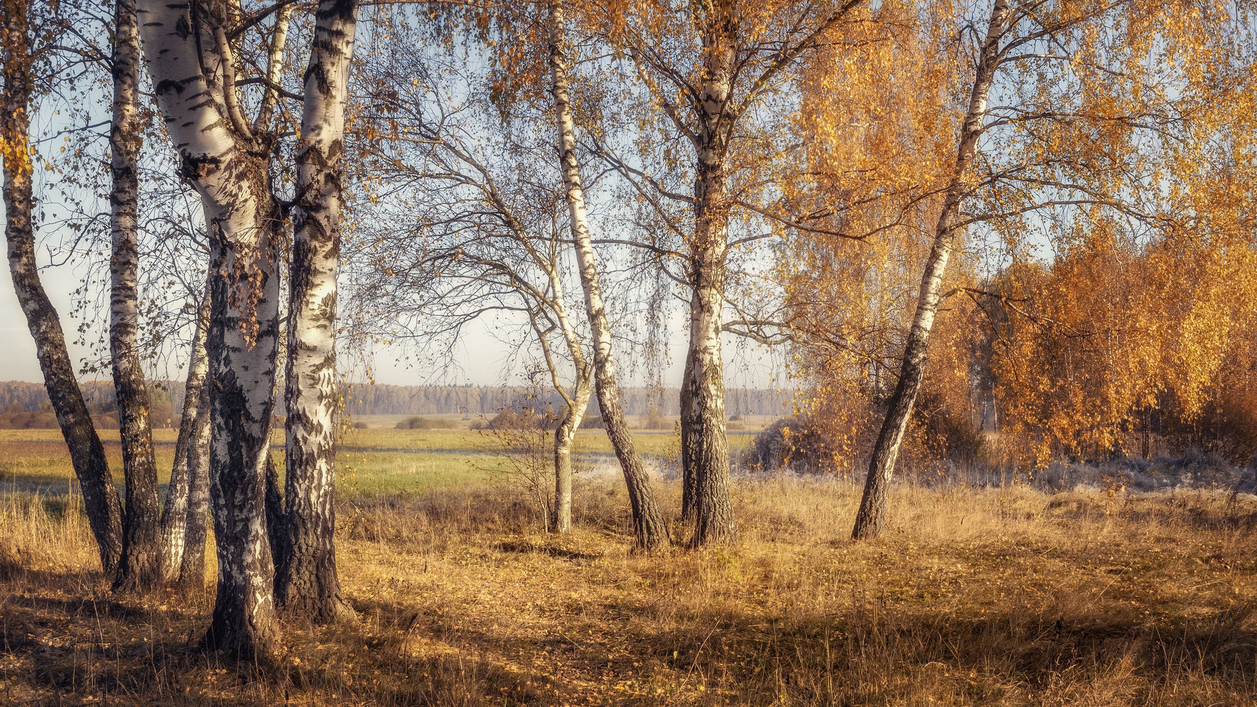 秋意正浓 树林 午后阳光